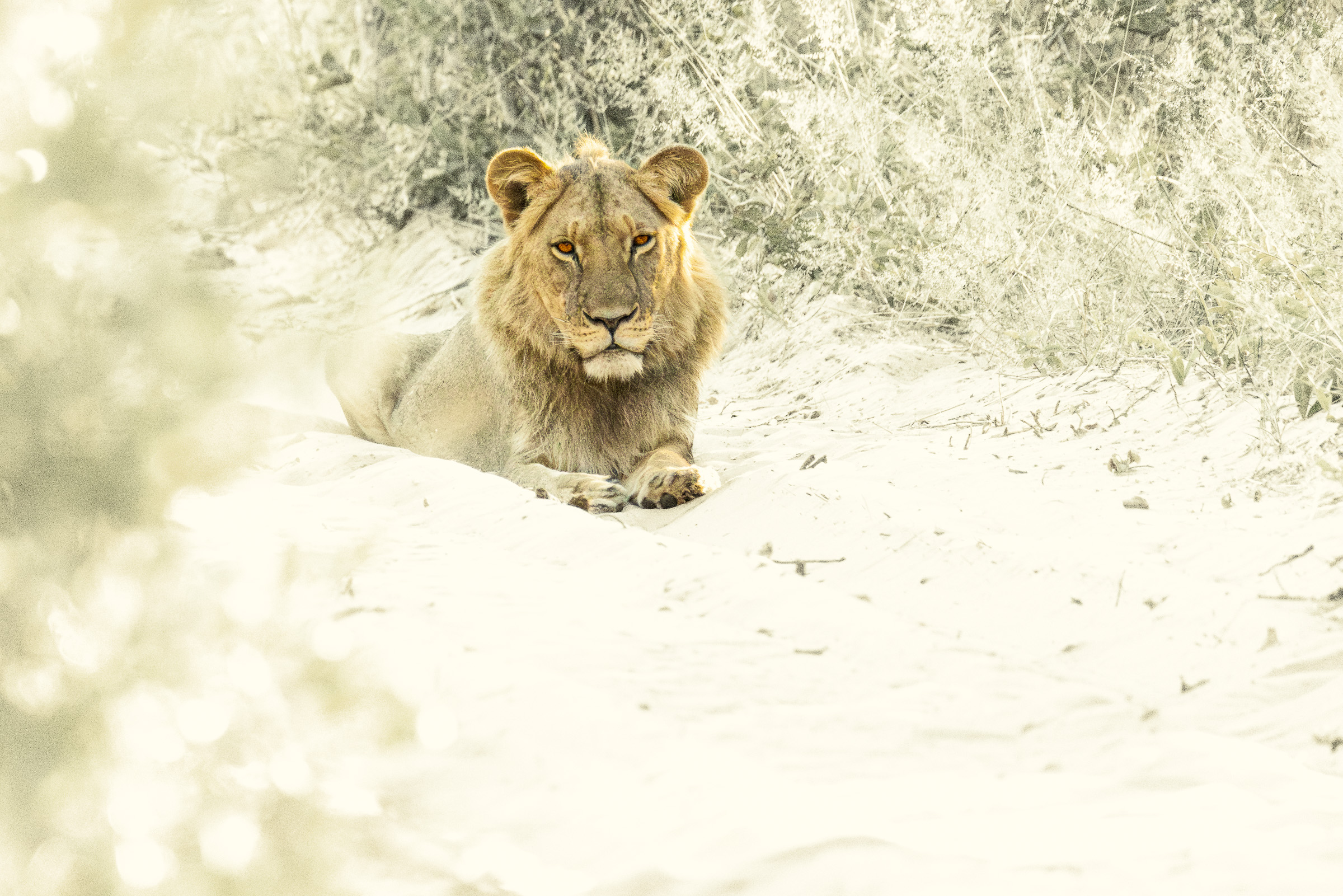 Male lion resting on a dirt road, descendant of Cecil