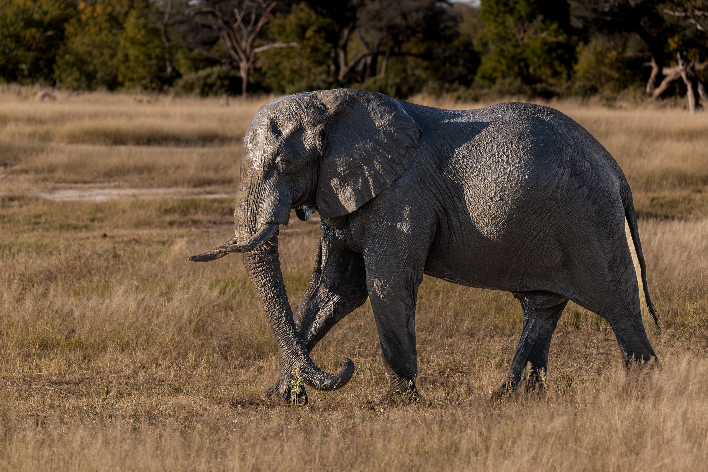 Elephant fresh from a mud bath, skin glistening in morning light