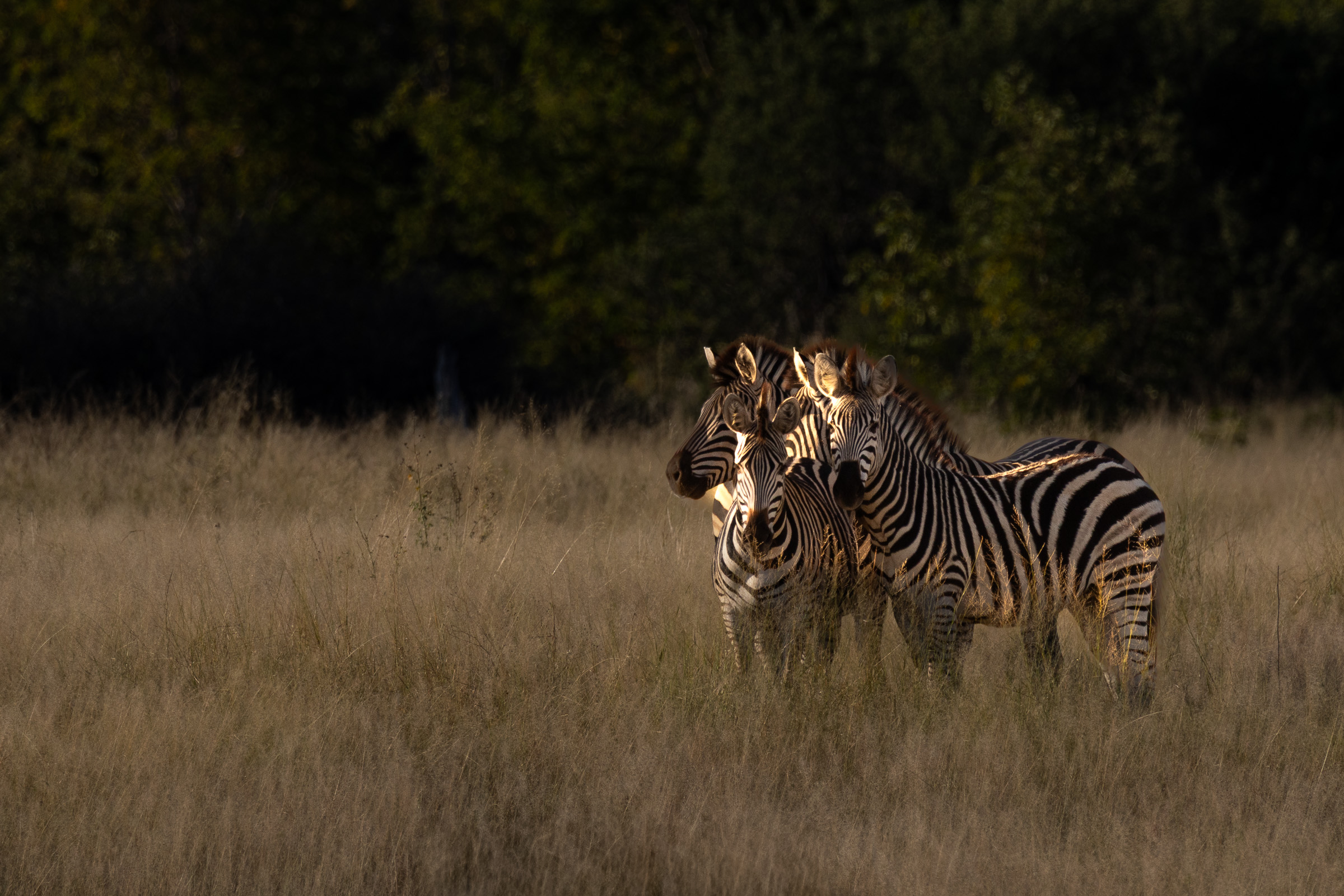 Animals gathered together — TODO: identify species