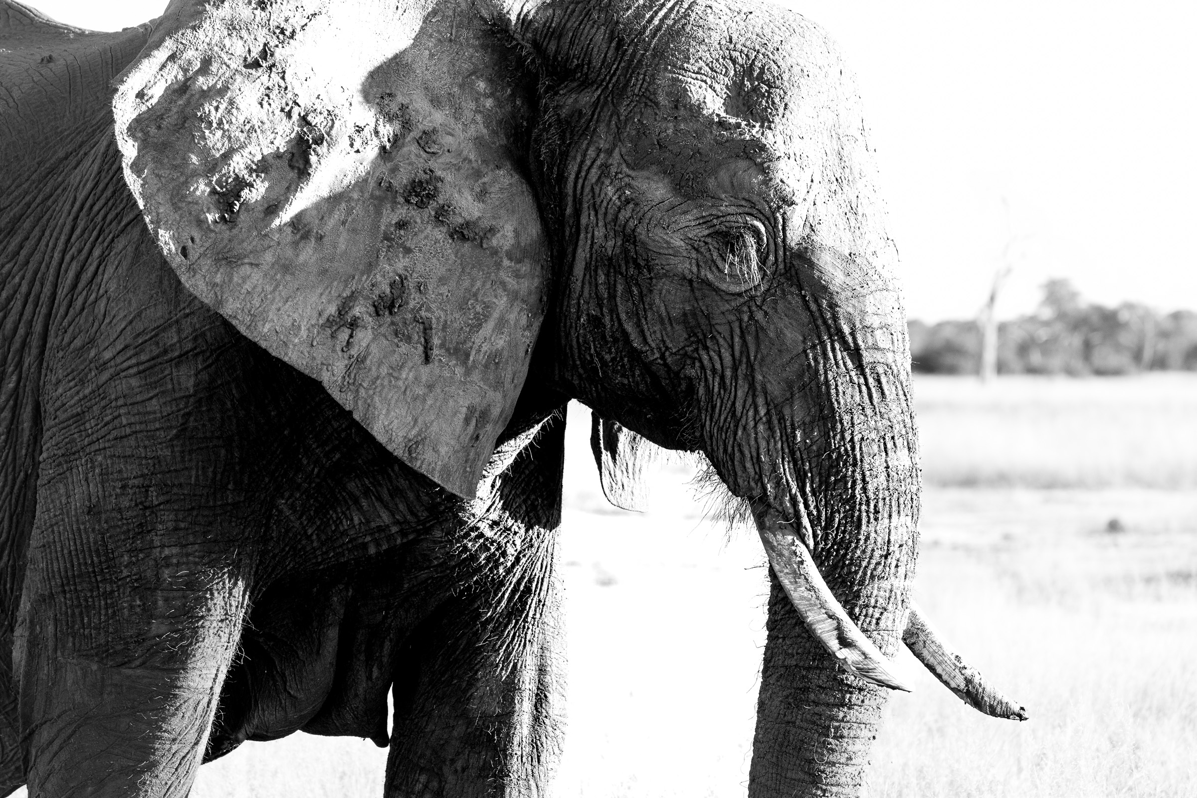Older animal approaching vehicle closely — TODO: confirm species
