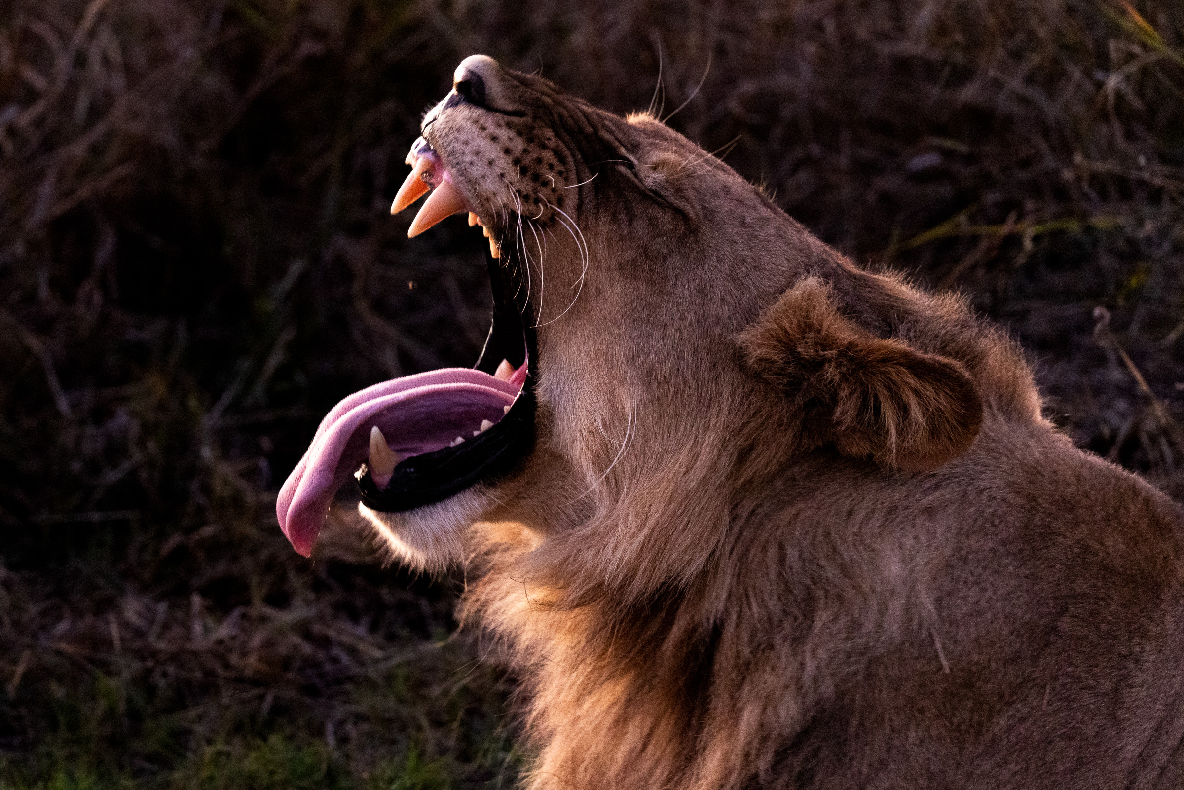Three lions resting in the grass at dusk, waiting to hunt