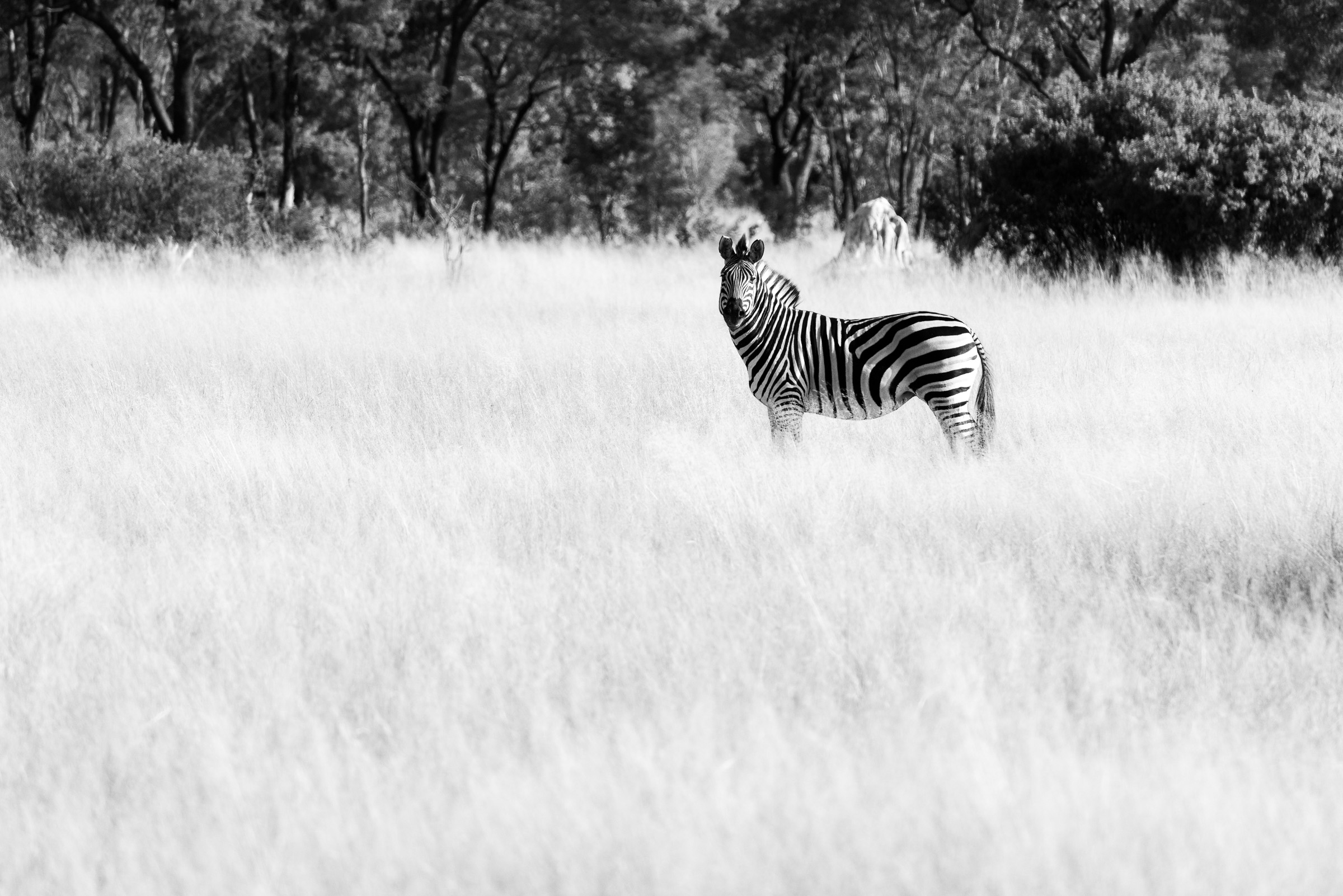 Solitary zebra, briefly separated from the herd