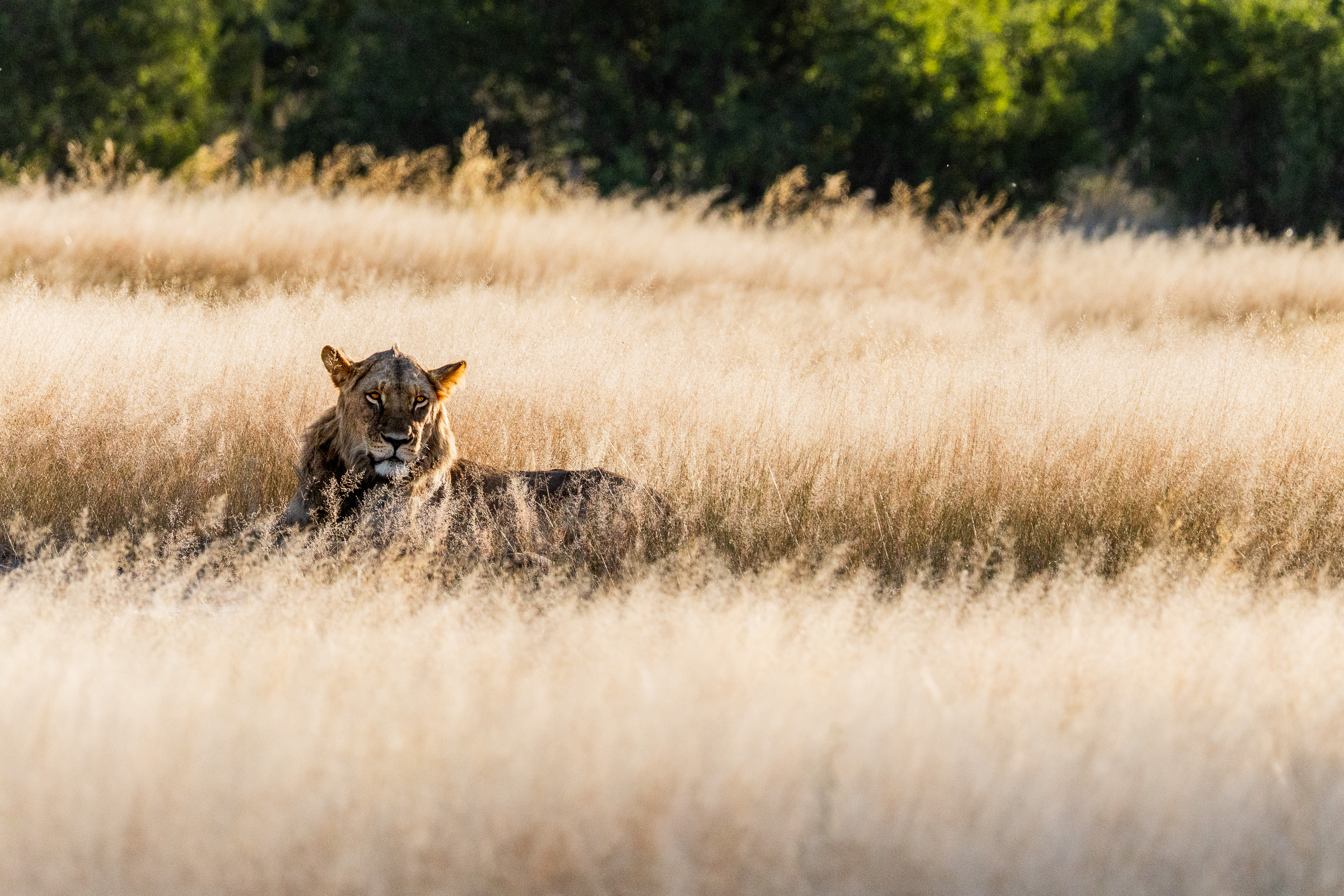 Male lion watching over his pride at sunset