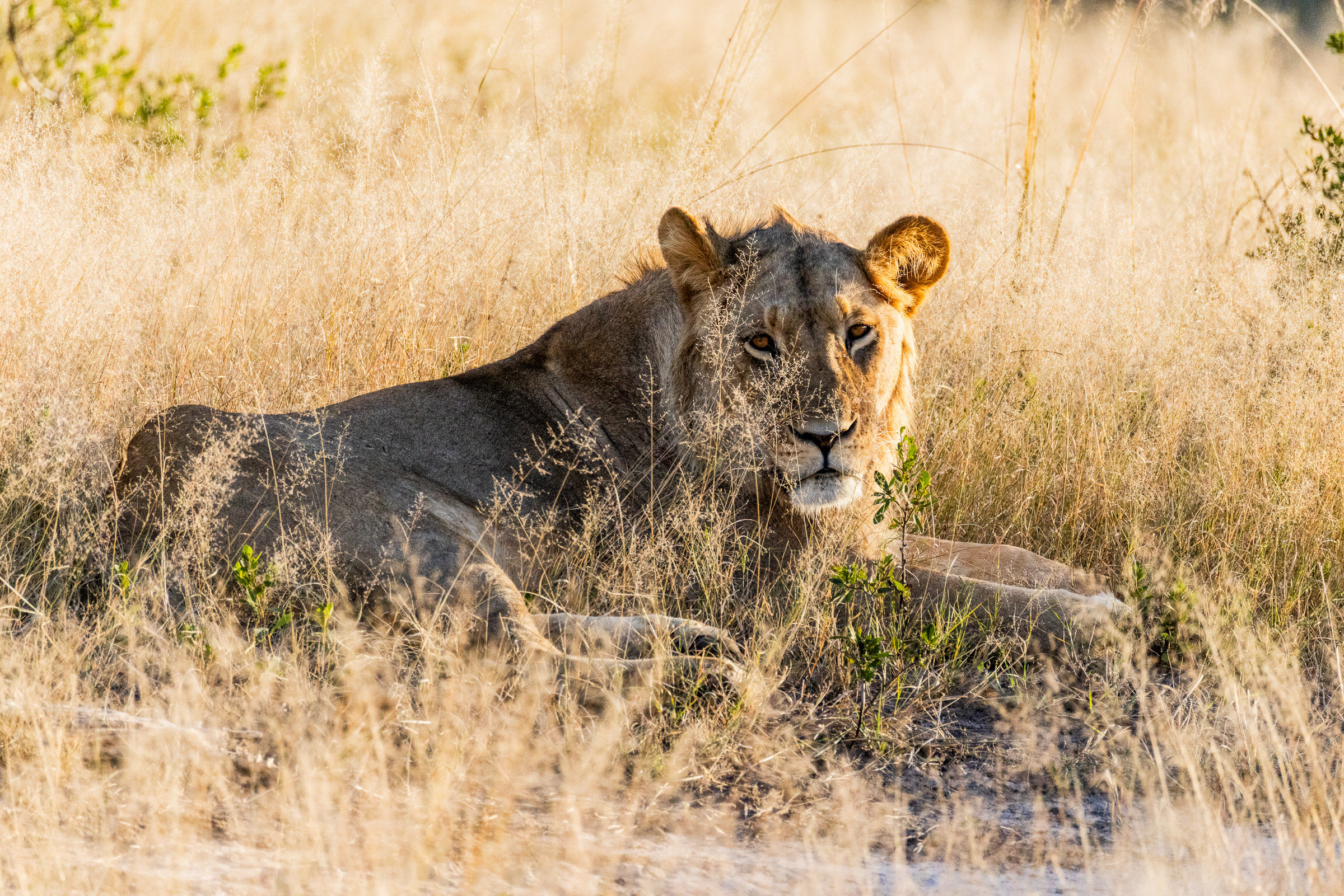 Young male lion resting in the afternoon