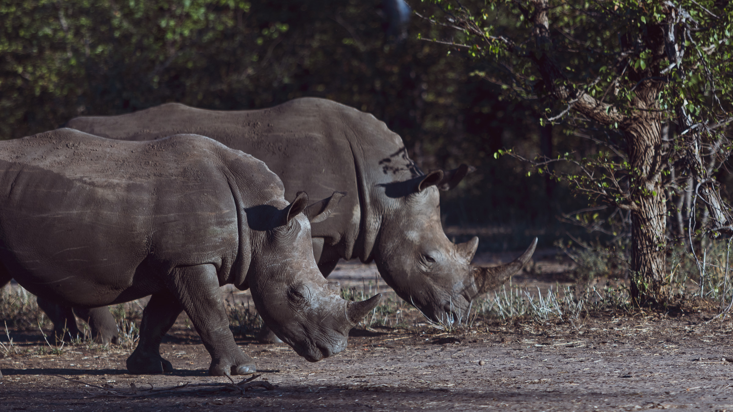 White rhinos at a conservation preserve, photographed on foot