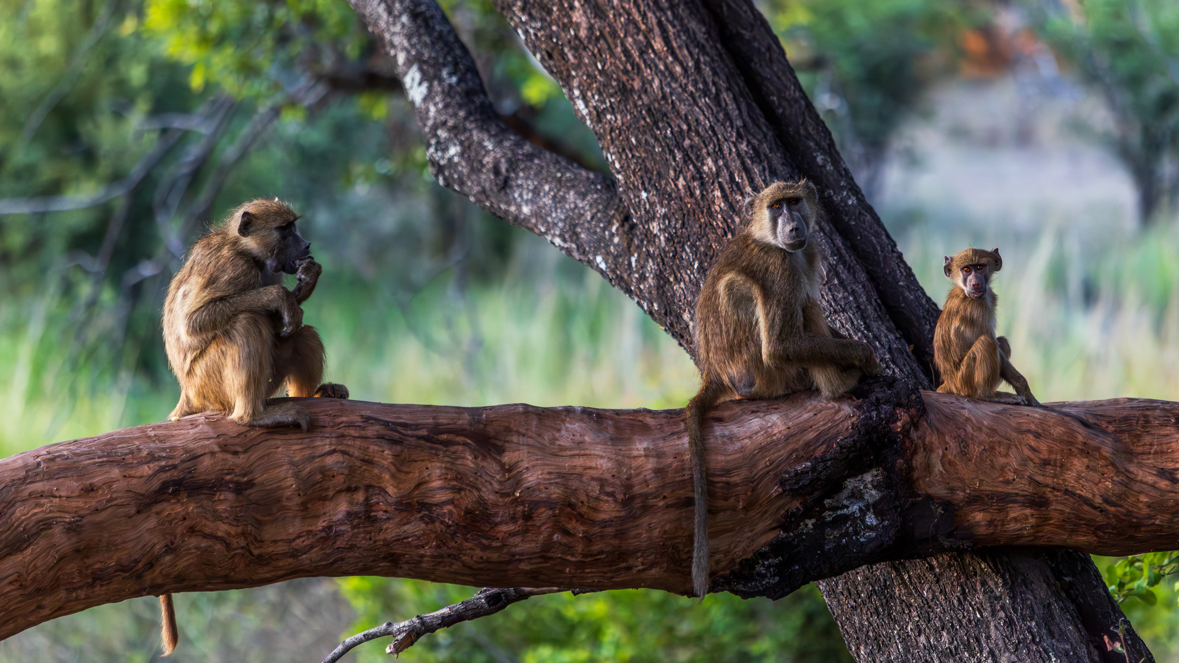 Troop of monkeys near a safari camp
