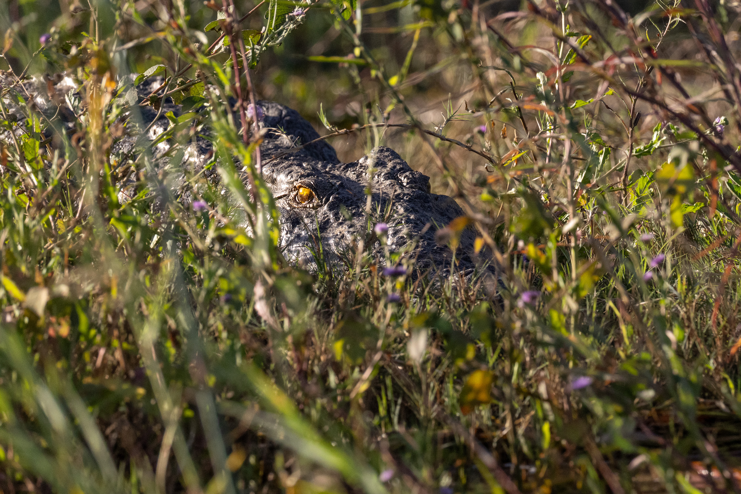 Predator concealed in riverbank reeds — TODO: confirm species
