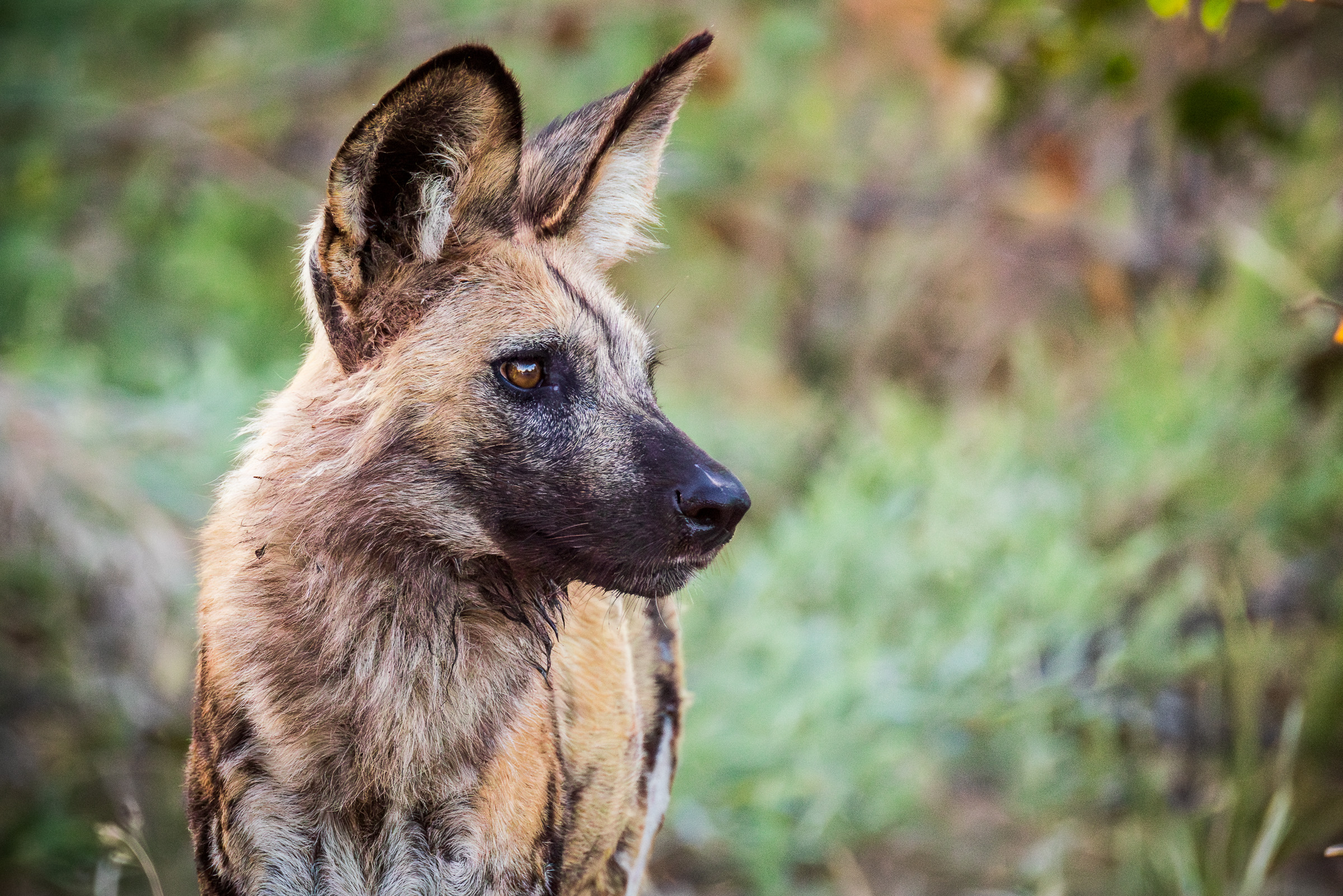 African wild dog portrait — mottled brown, black, and tan coat, large round ears, amber eye, looking to the side