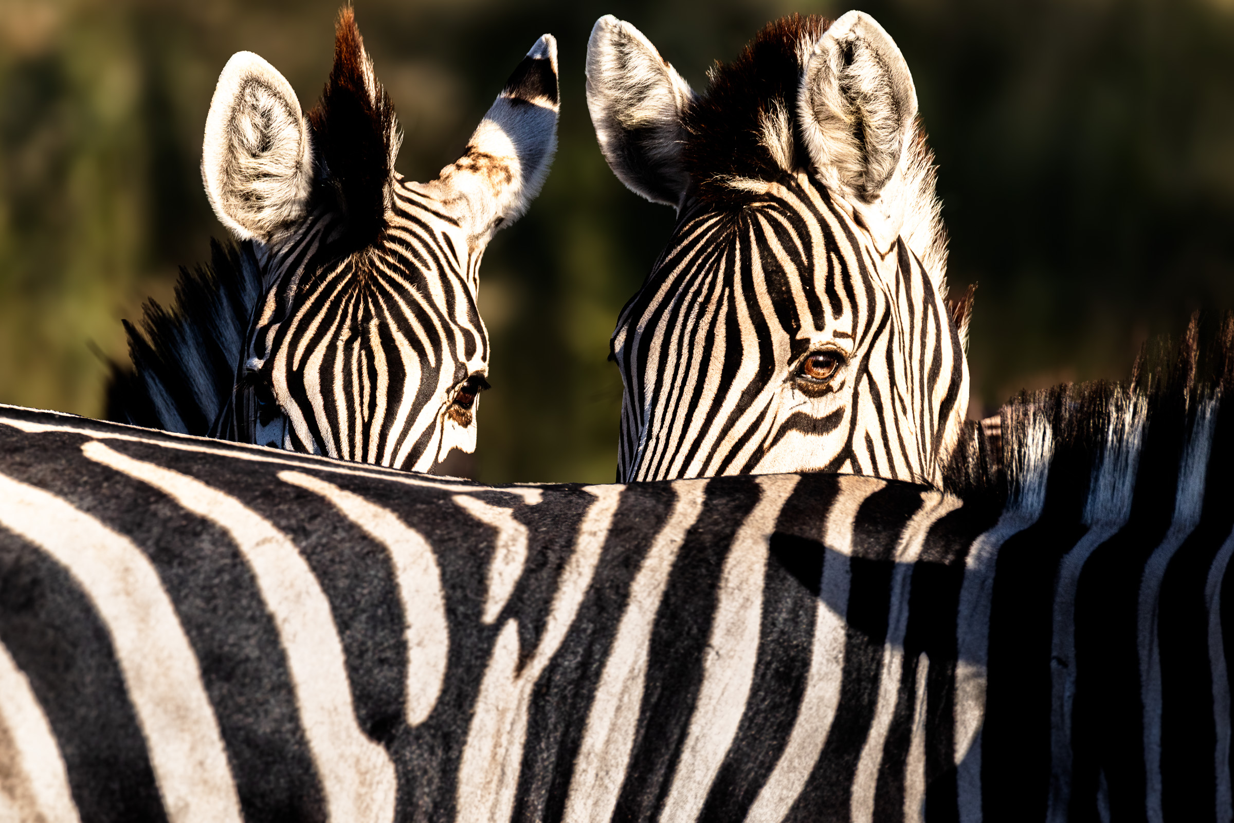 Close-up of two zebras standing side by side, their black-and-white stripes overlapping and merging into one continuous pattern