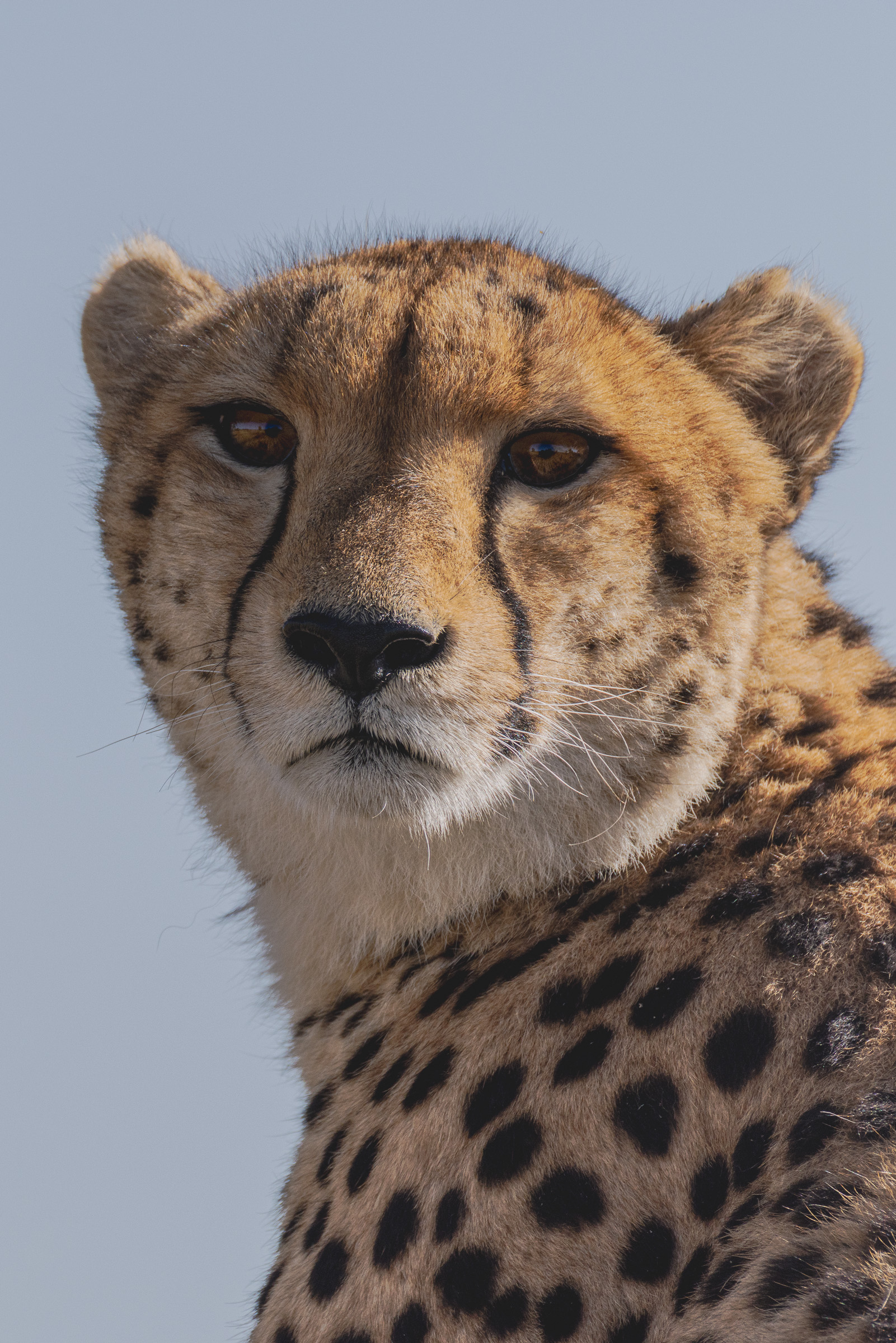 Cheetah portrait, head and shoulders against a soft blue sky, classic black tear marks down the face, amber eyes looking to the side