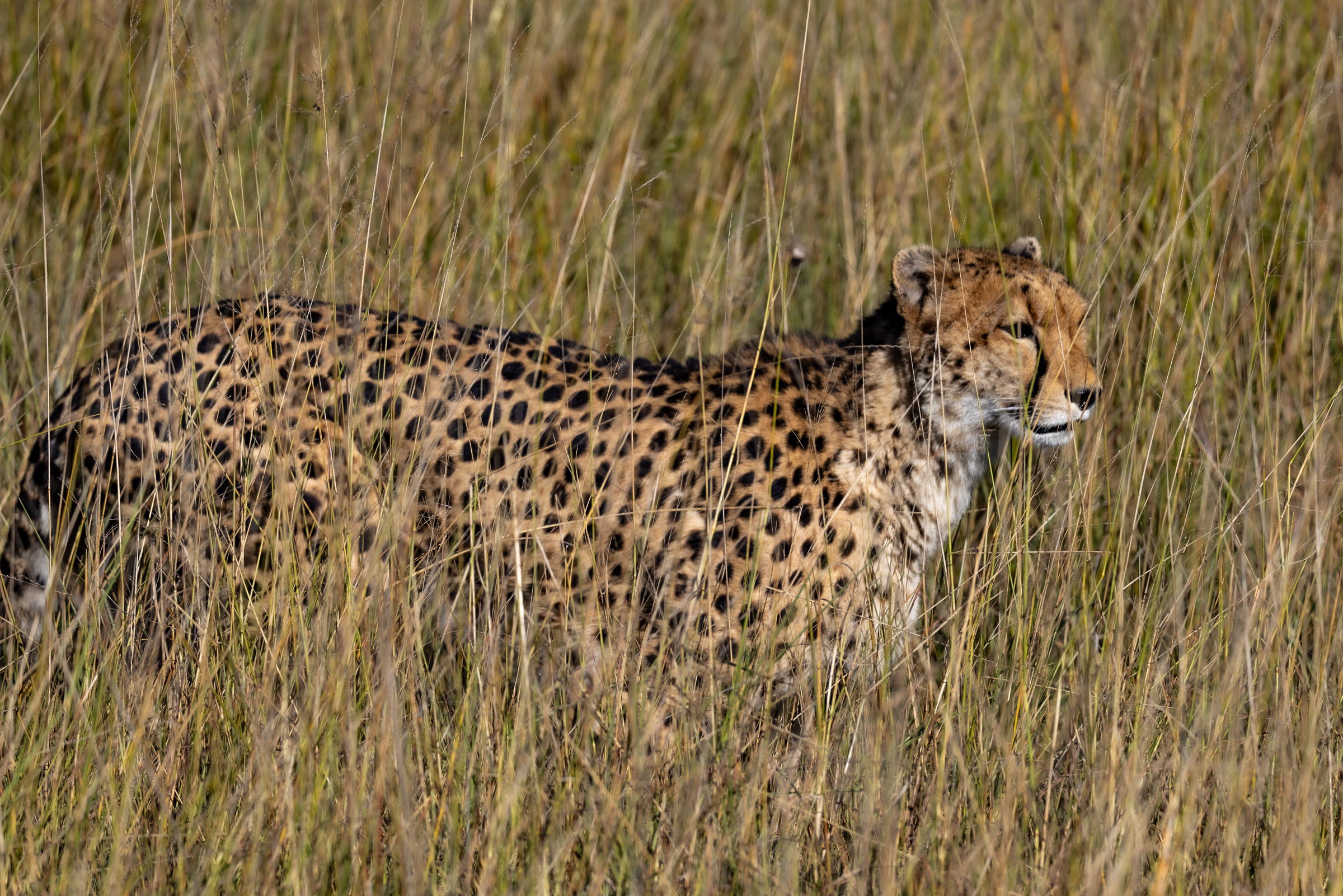 Cheetah walking through tall golden African grass, side view, spotted coat blending with the dappled stalks