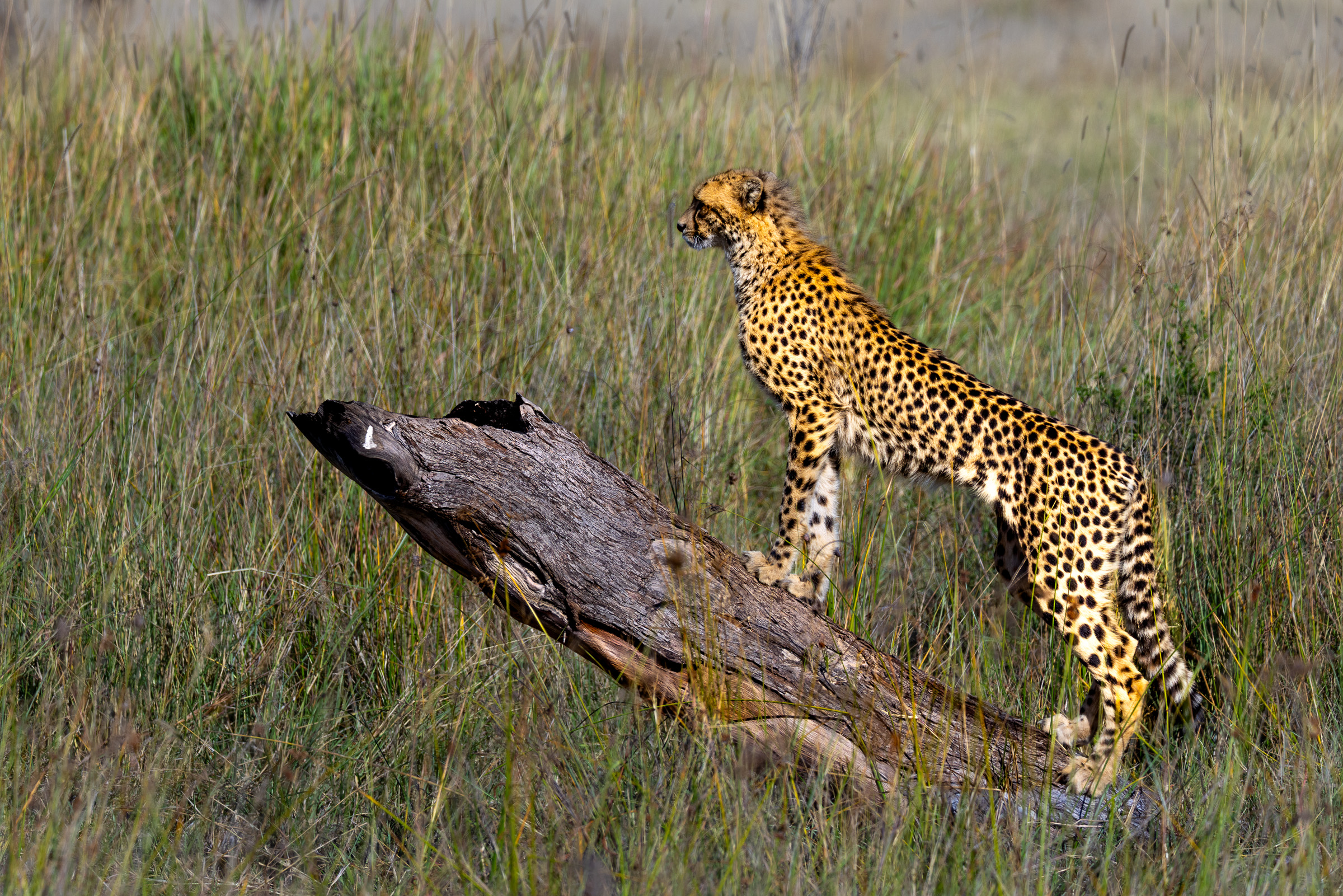 Cheetah standing on a weathered fallen log in tall grass, looking out across an open savanna