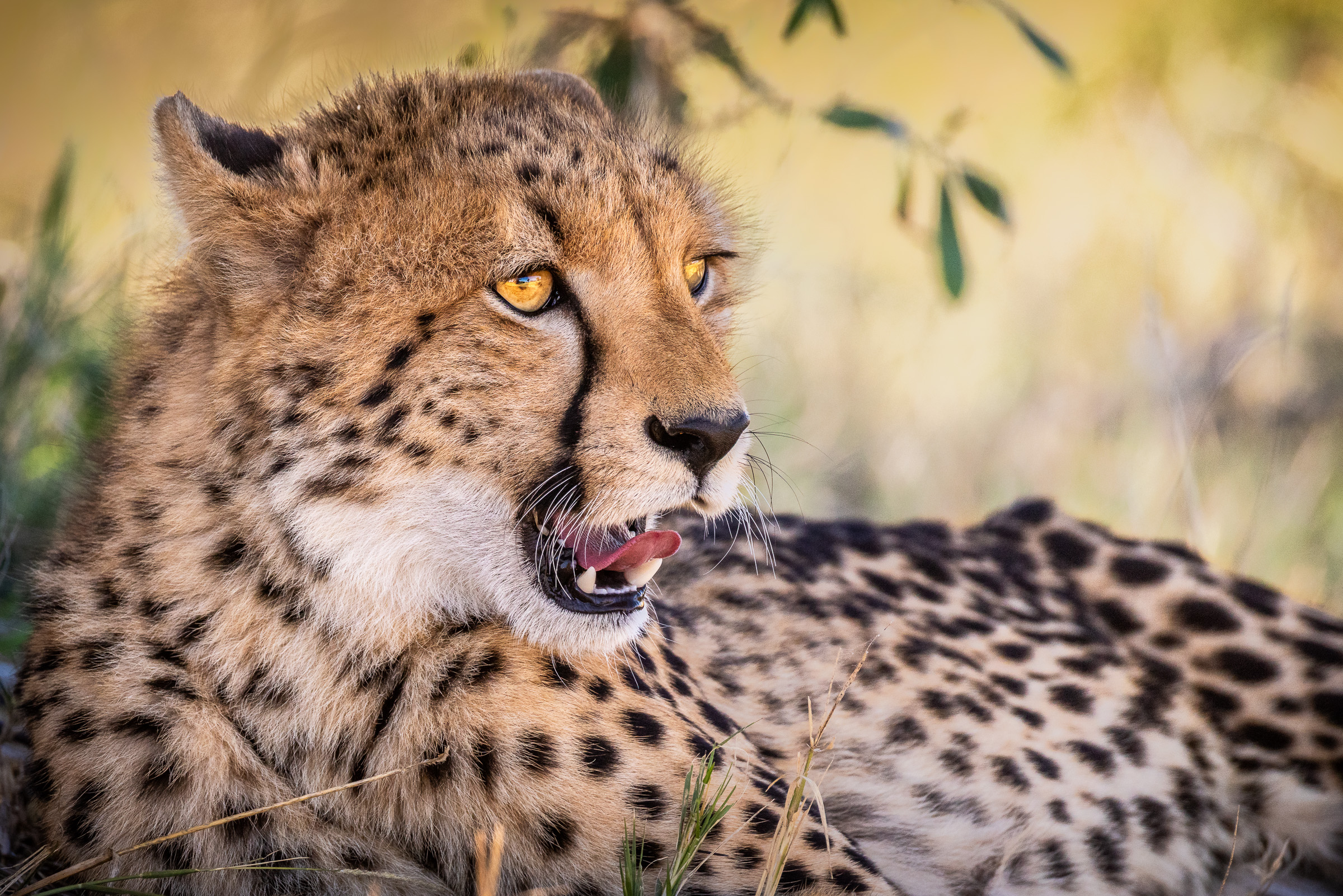 Cheetah resting in tall grass with golden afternoon light, mouth slightly open showing tongue, amber eyes alert