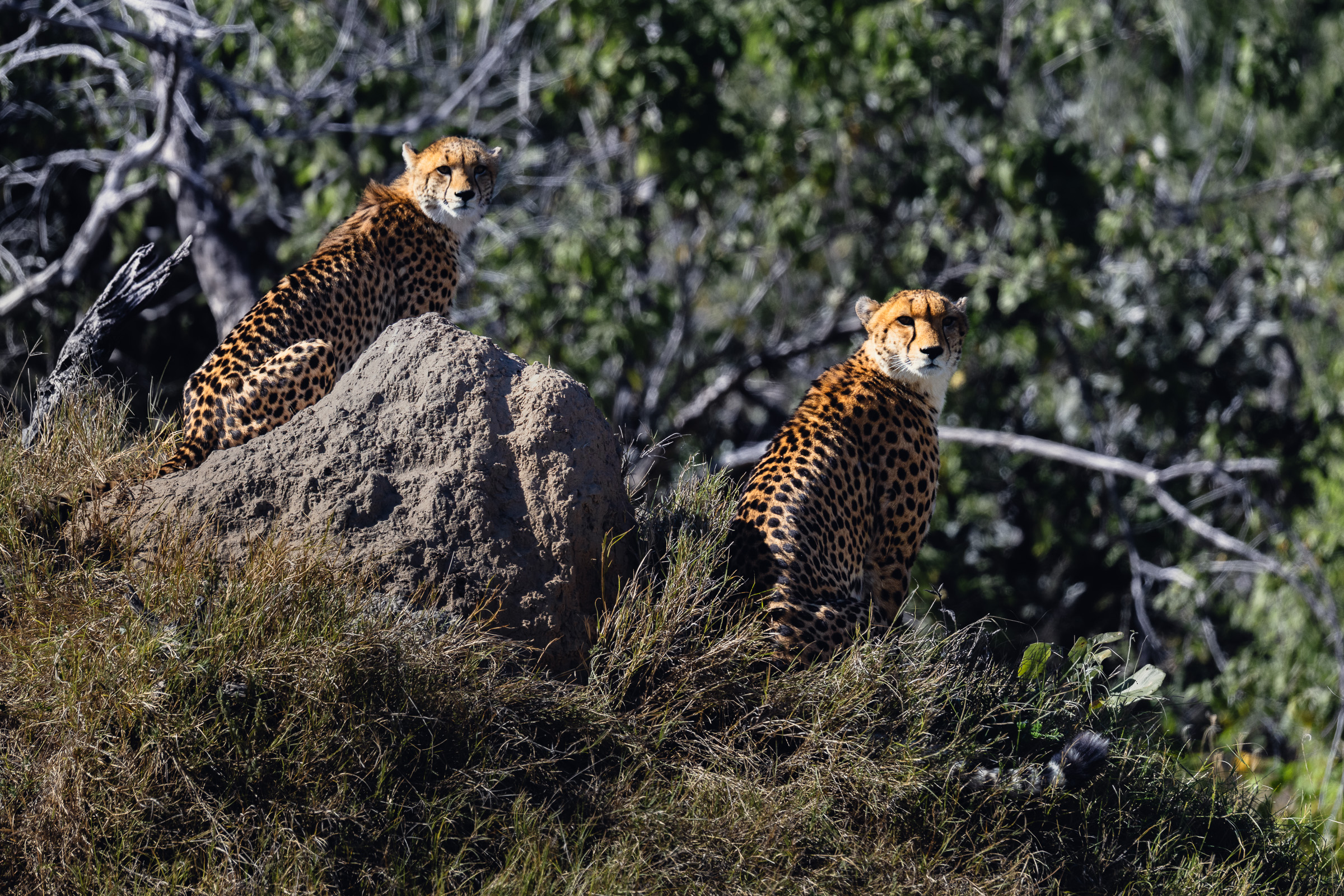 Two cheetahs perched on and beside a tall termite mound, watching across the savanna, late afternoon light
