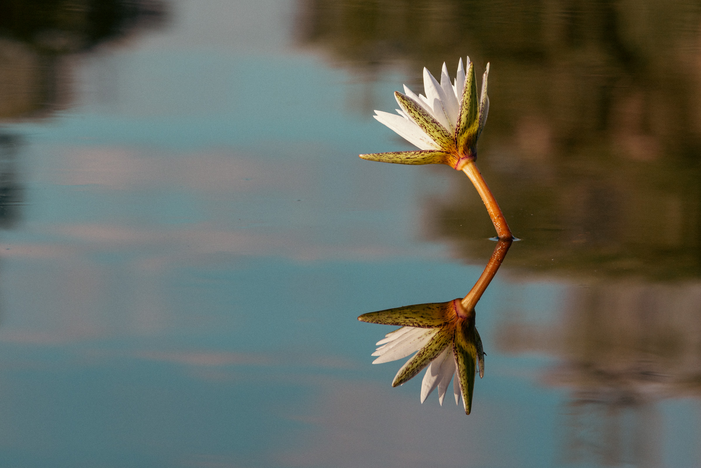 Single white-and-yellow water lily on a still water surface, perfect mirror reflection, soft blue and warm tones in the water