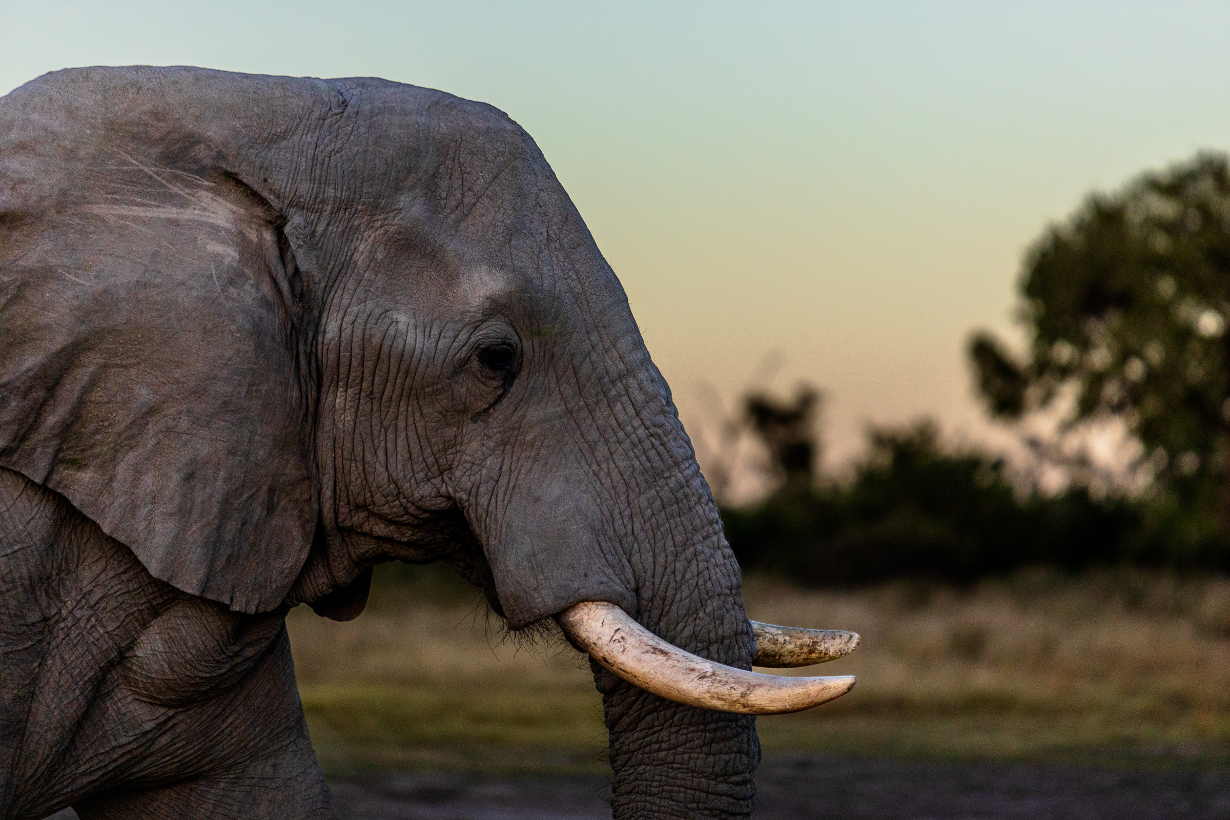 Side profile of a mature bull elephant with long curved ivory tusks, soft pastel evening sky, distant tree silhouette