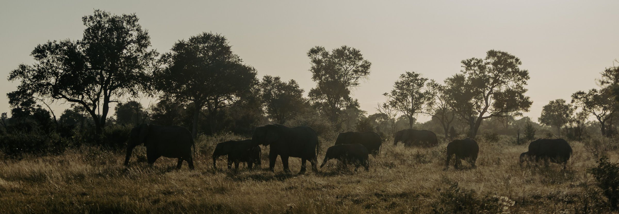 Panoramic silhouette of an elephant herd, including calves, walking through tall grass between acacia trees at dusk