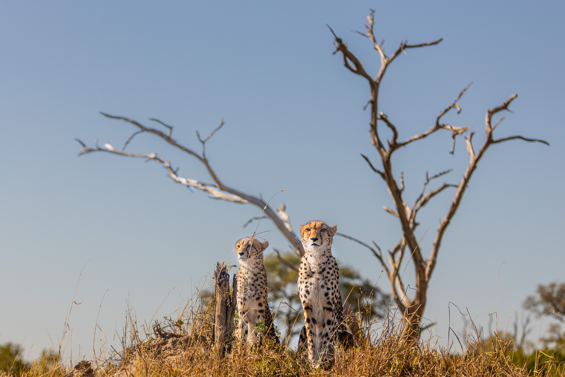 Mother cheetah and her grown daughter sitting upright on a small rise beneath the bare branches of a dead tree, blue sky overhead