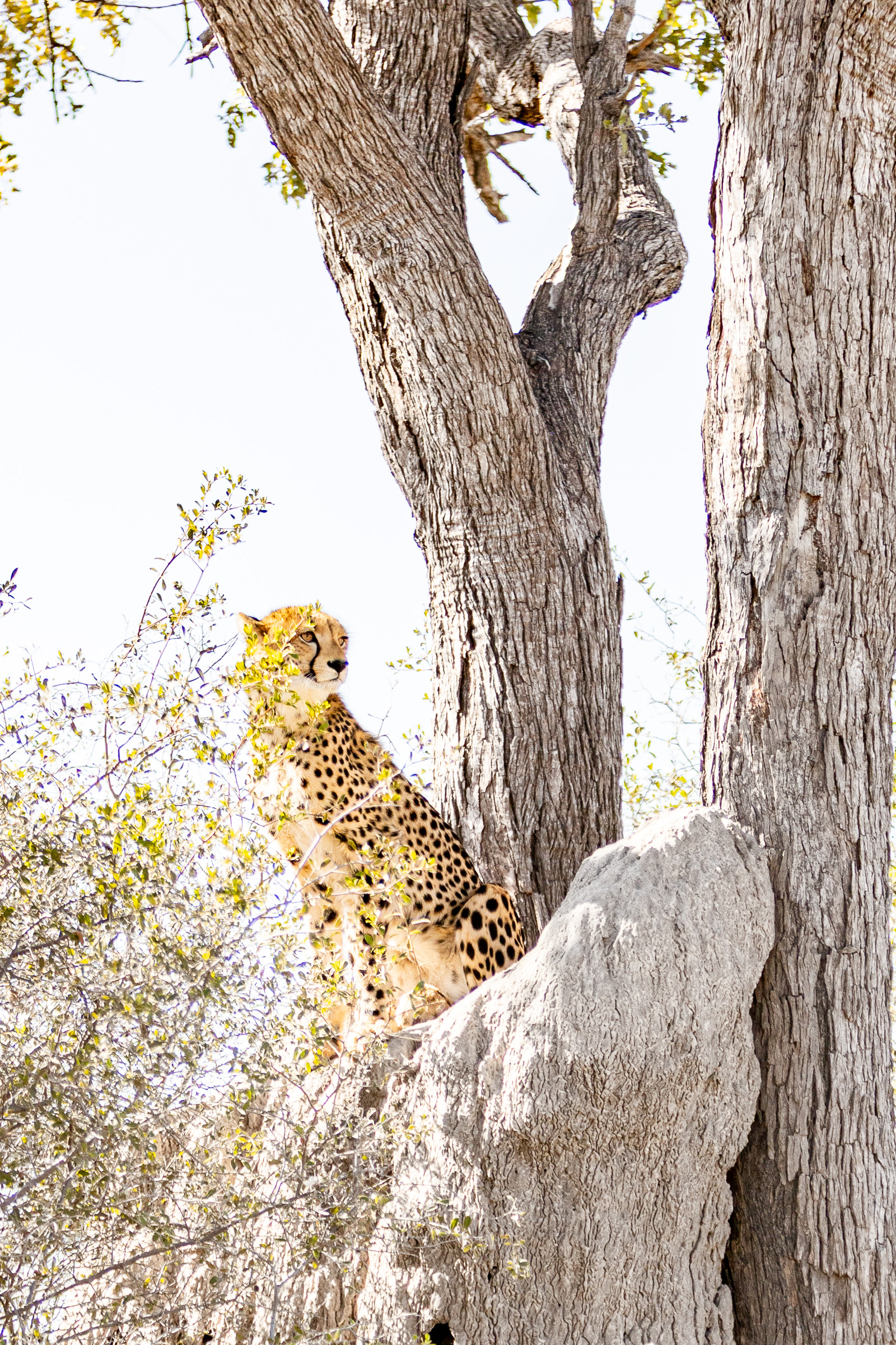 Cheetah perched in the fork of a large pale tree trunk, looking out across the bush