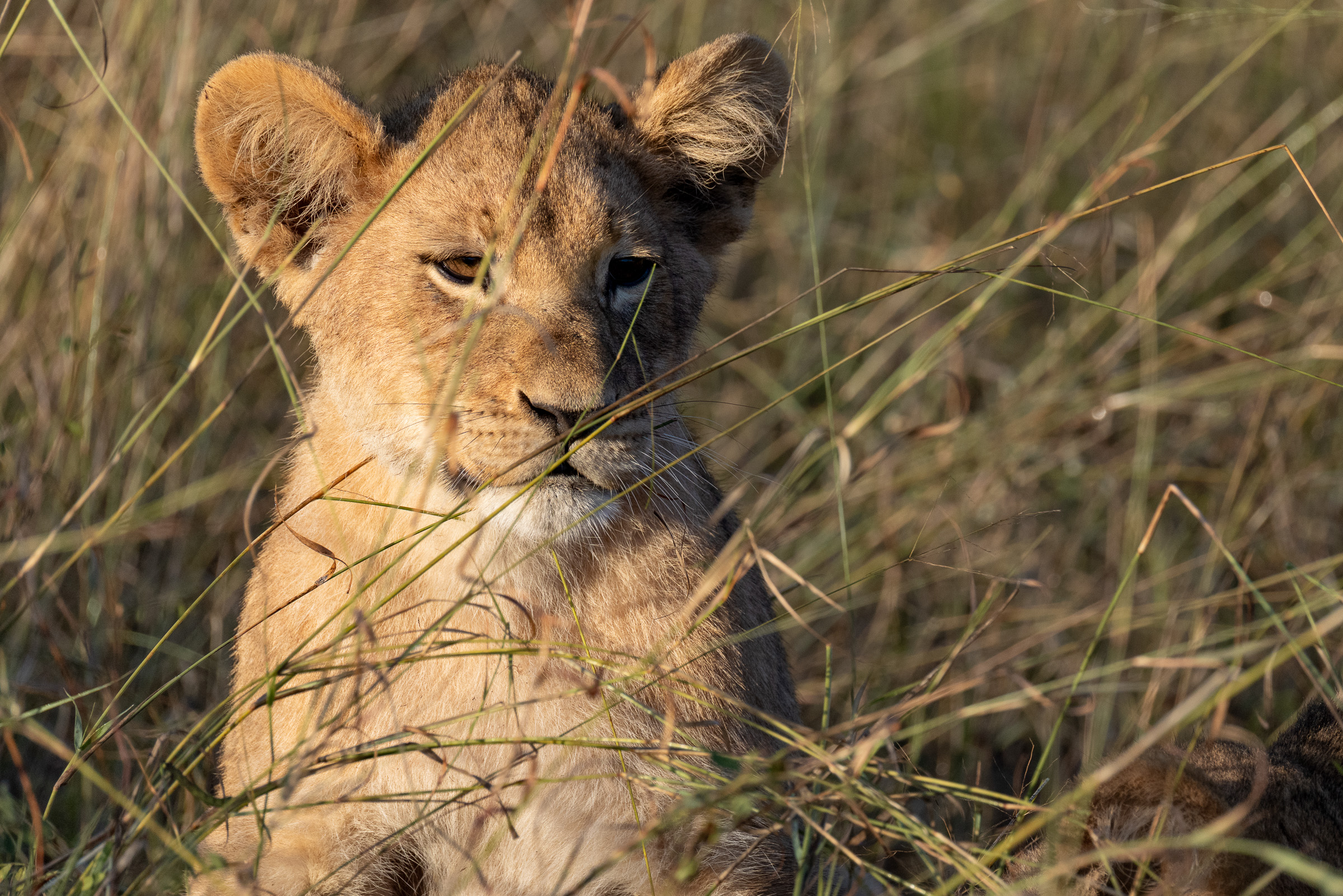 Close-up of a young lion cub's face peering through tall golden grass, soft warm light catching the fur