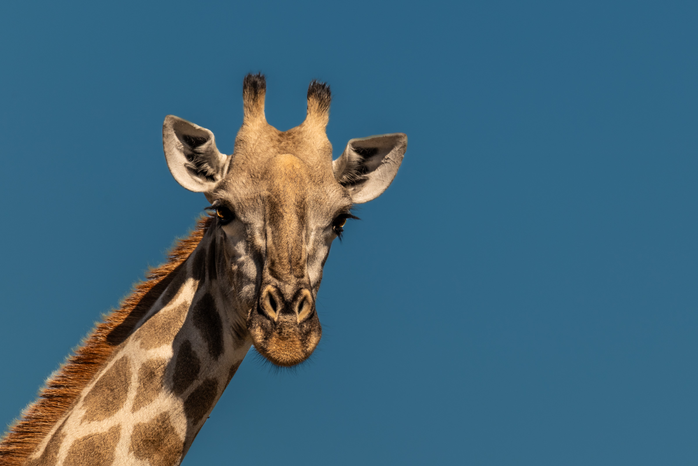 Giraffe looking directly at the camera, posing