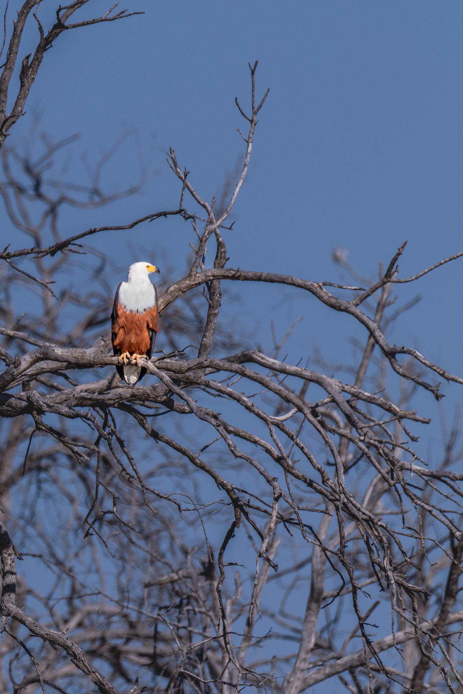 African fish eagle perched on a bare branch high in a dead tree, distinctive white head and chestnut body, deep blue sky
