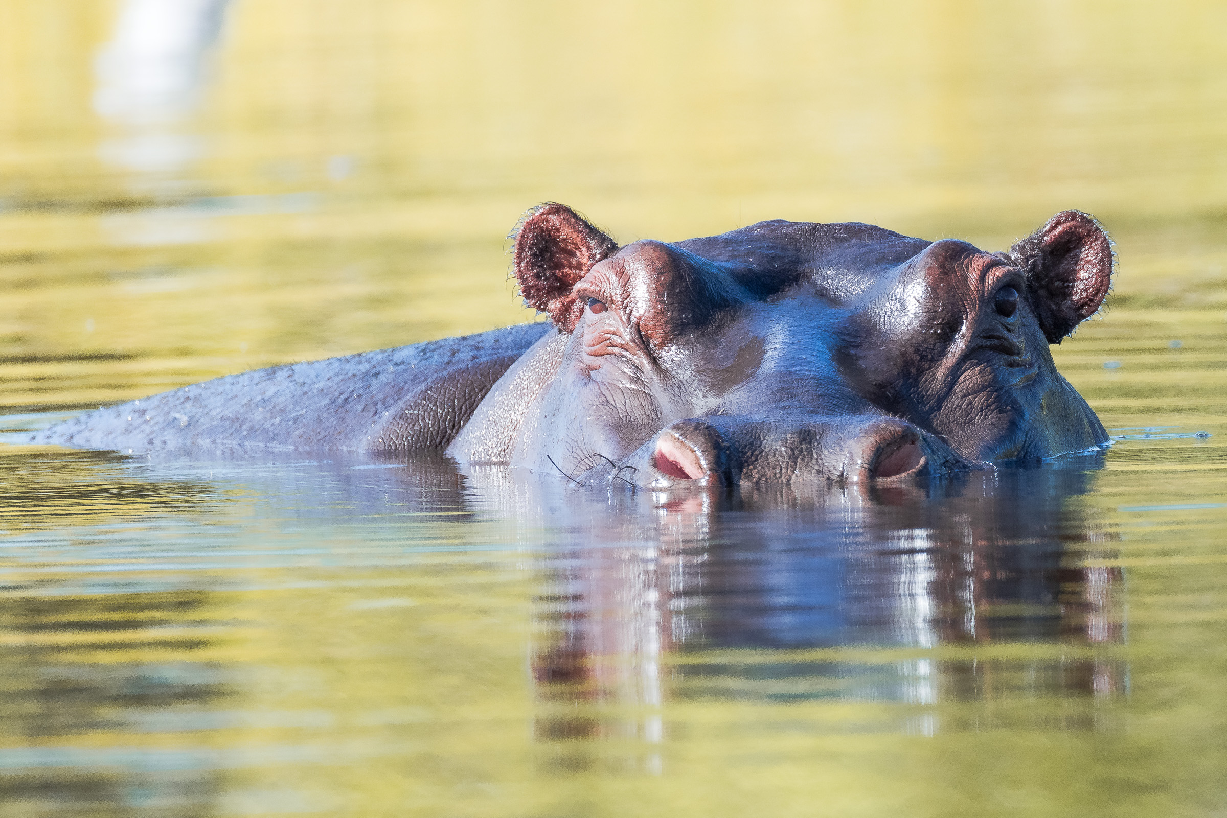 Hippo's head just above the surface of a yellow-green pond, eyes and ears visible, water rippling around the muzzle