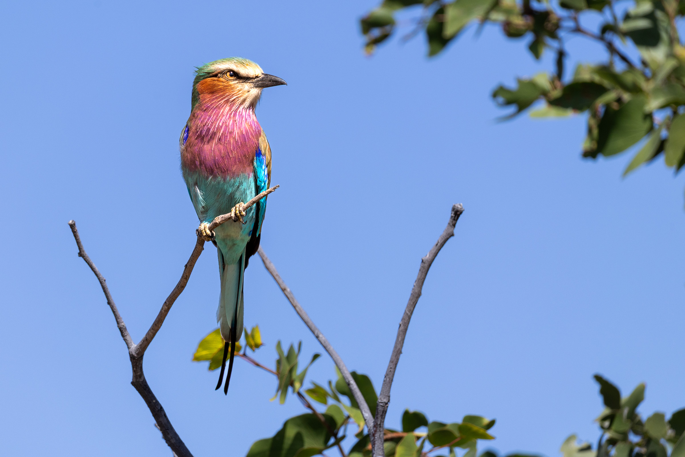Lilac-breasted roller perched on a thin branch against a blue sky, showing turquoise, lilac, green, and chestnut plumage