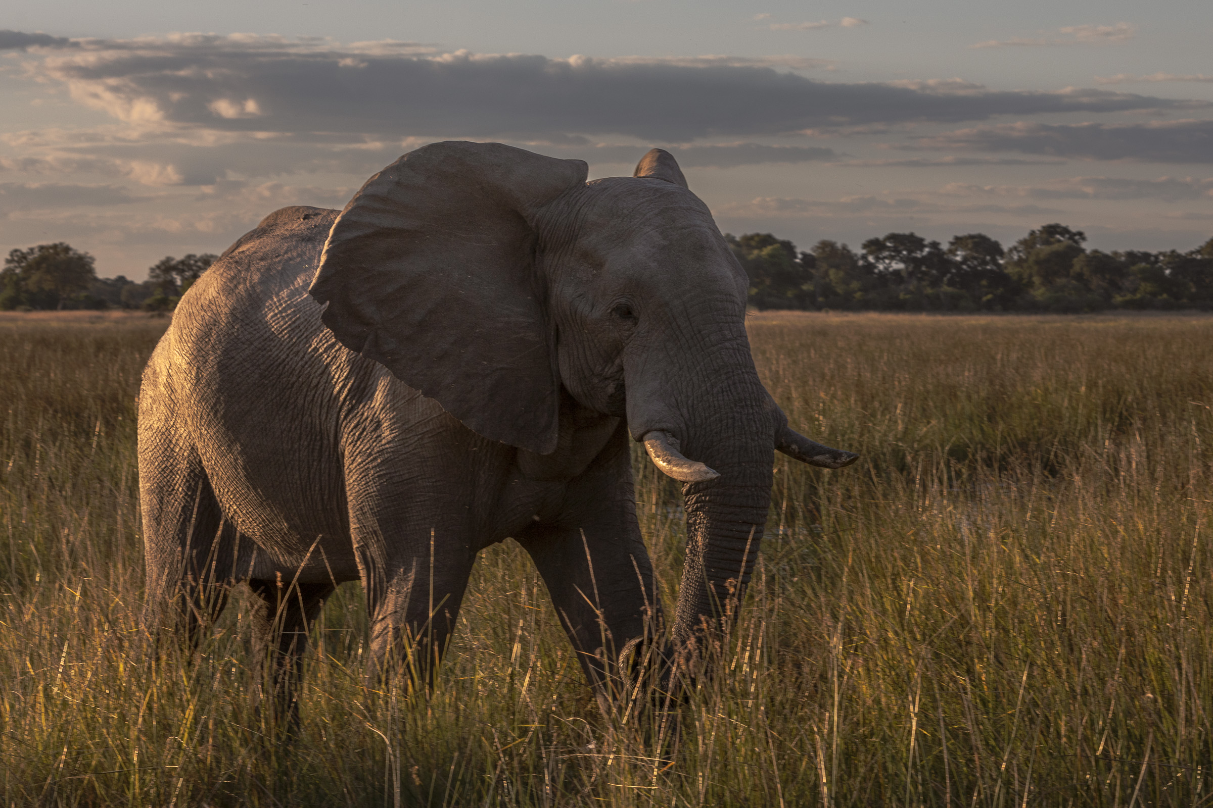 Bull elephant walking through tall golden grass at sunset, ears spread, soft pink clouds in the distance