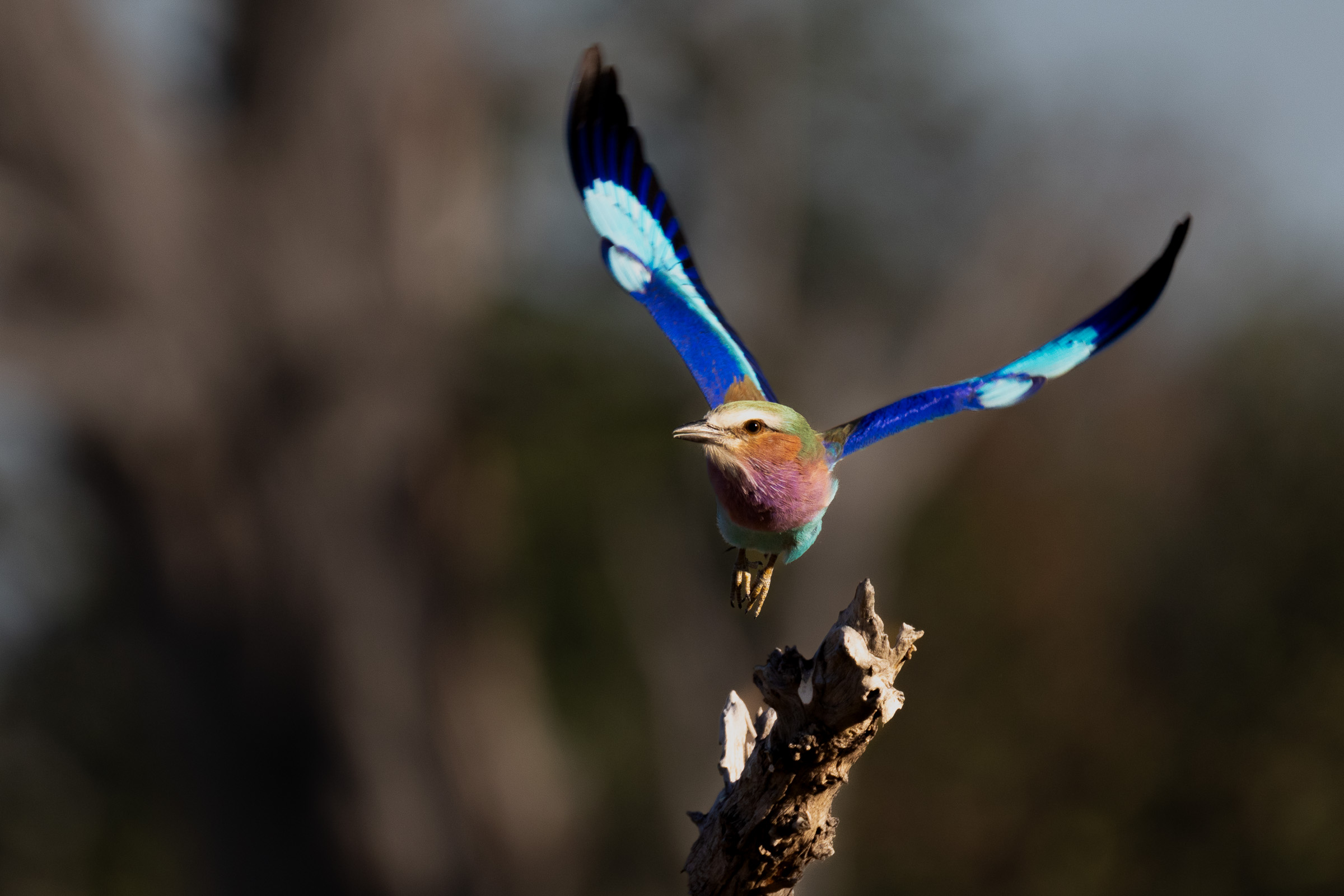 Lilac-breasted roller in flight just above a weathered branch, wings fully spread showing brilliant blue and turquoise