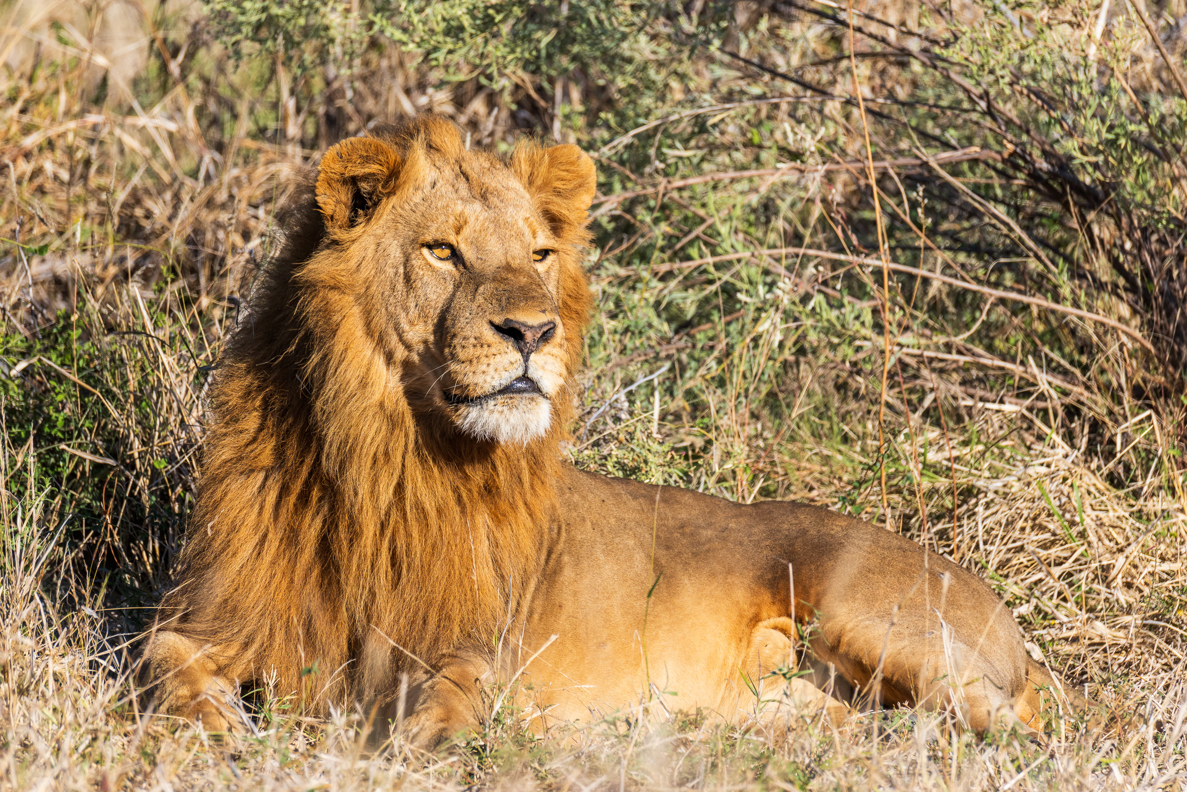 Male lion with full golden mane lying in grass, head up and alert, soft early morning light