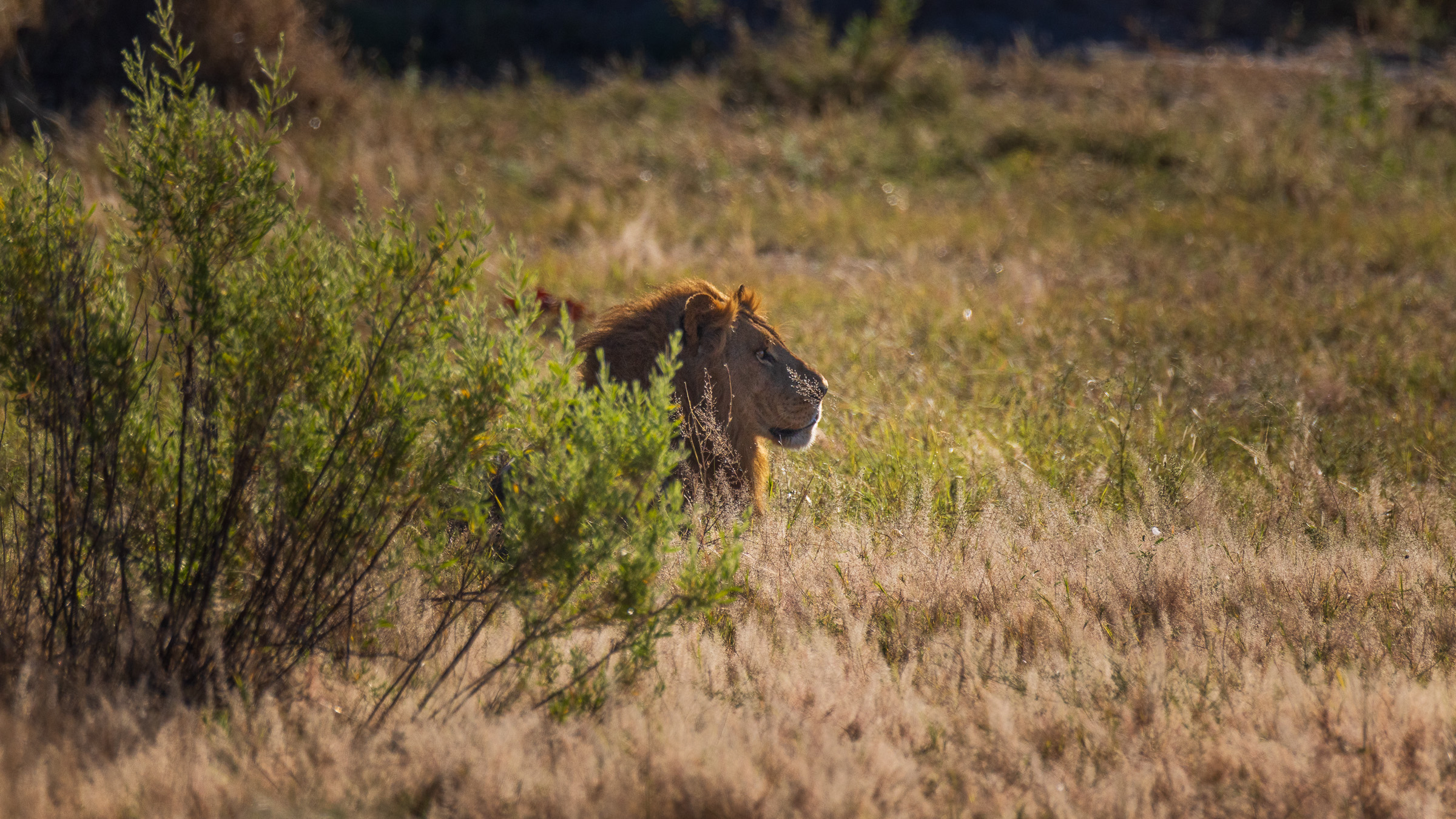 Wider landscape showing a male lion almost camouflaged in tall golden grass and brush, only mane and head visible