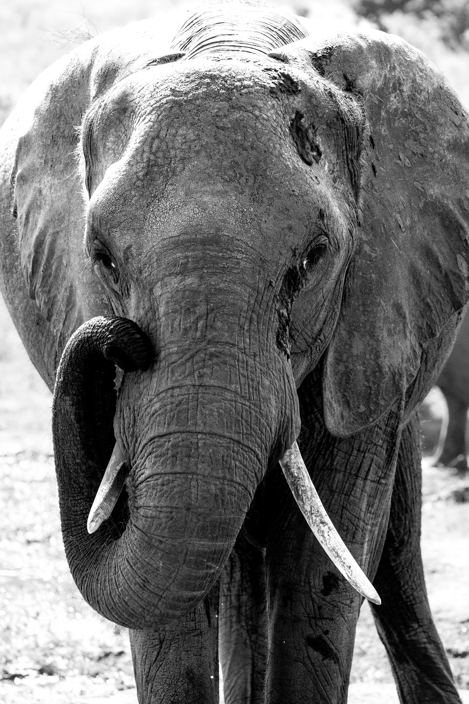 Wildlife at a watering hole — TODO: identify species