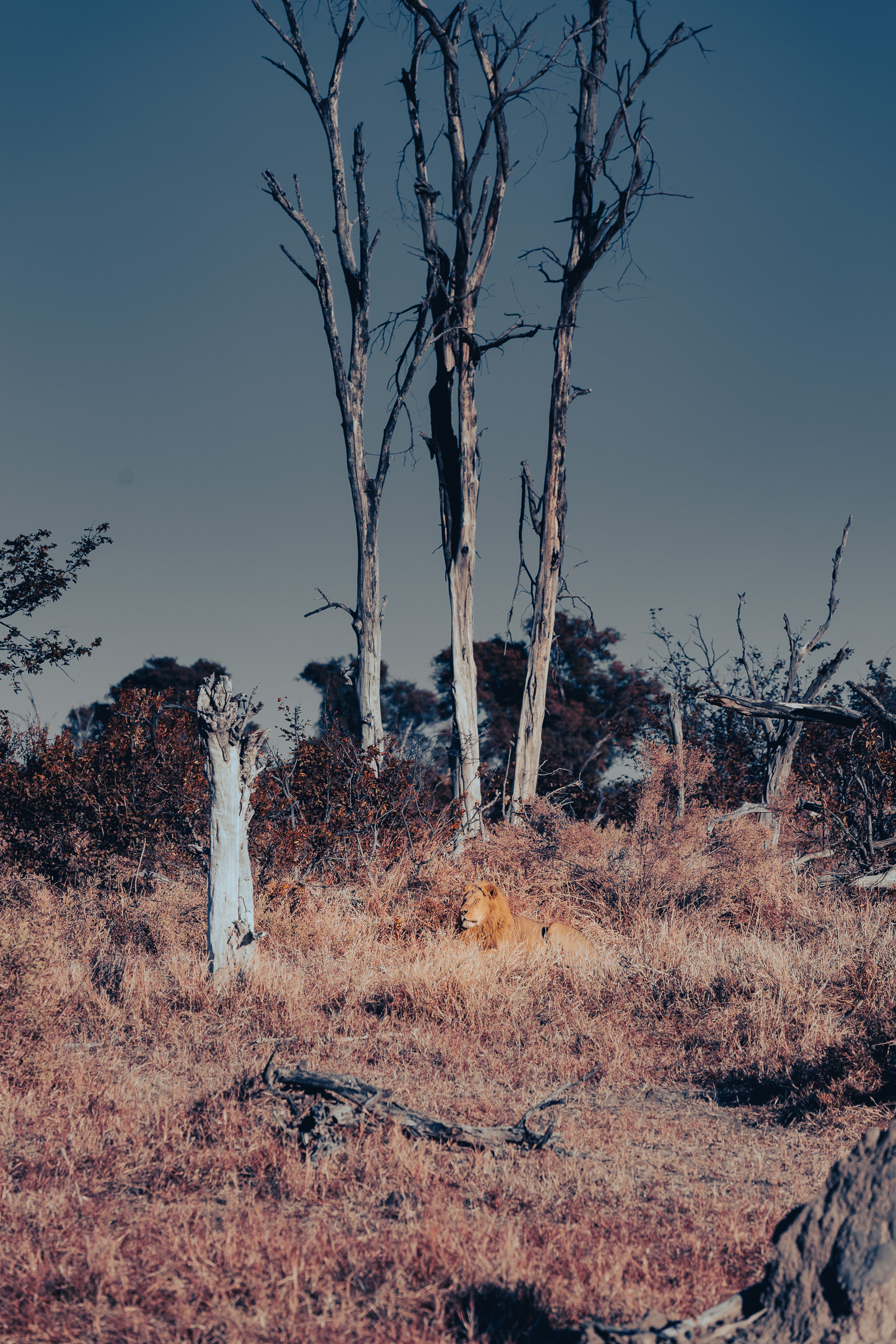 Lone lion lying in tall dry grass beneath a stand of bare, weathered dead trees against a deep blue sky
