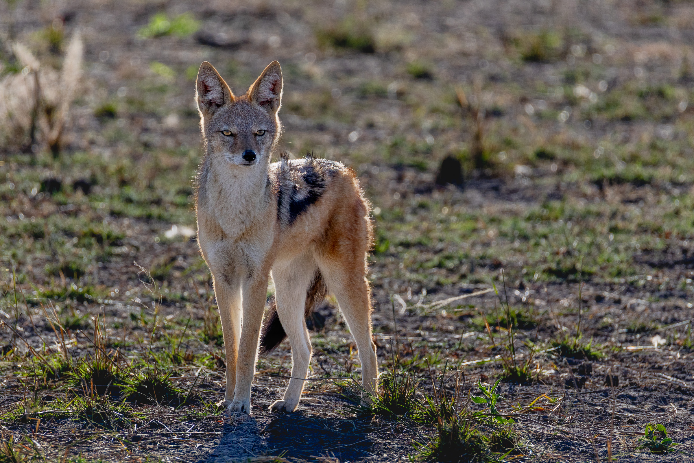 Black-backed jackal standing in short grass, facing the camera, distinctive black-and-silver back, alert posture