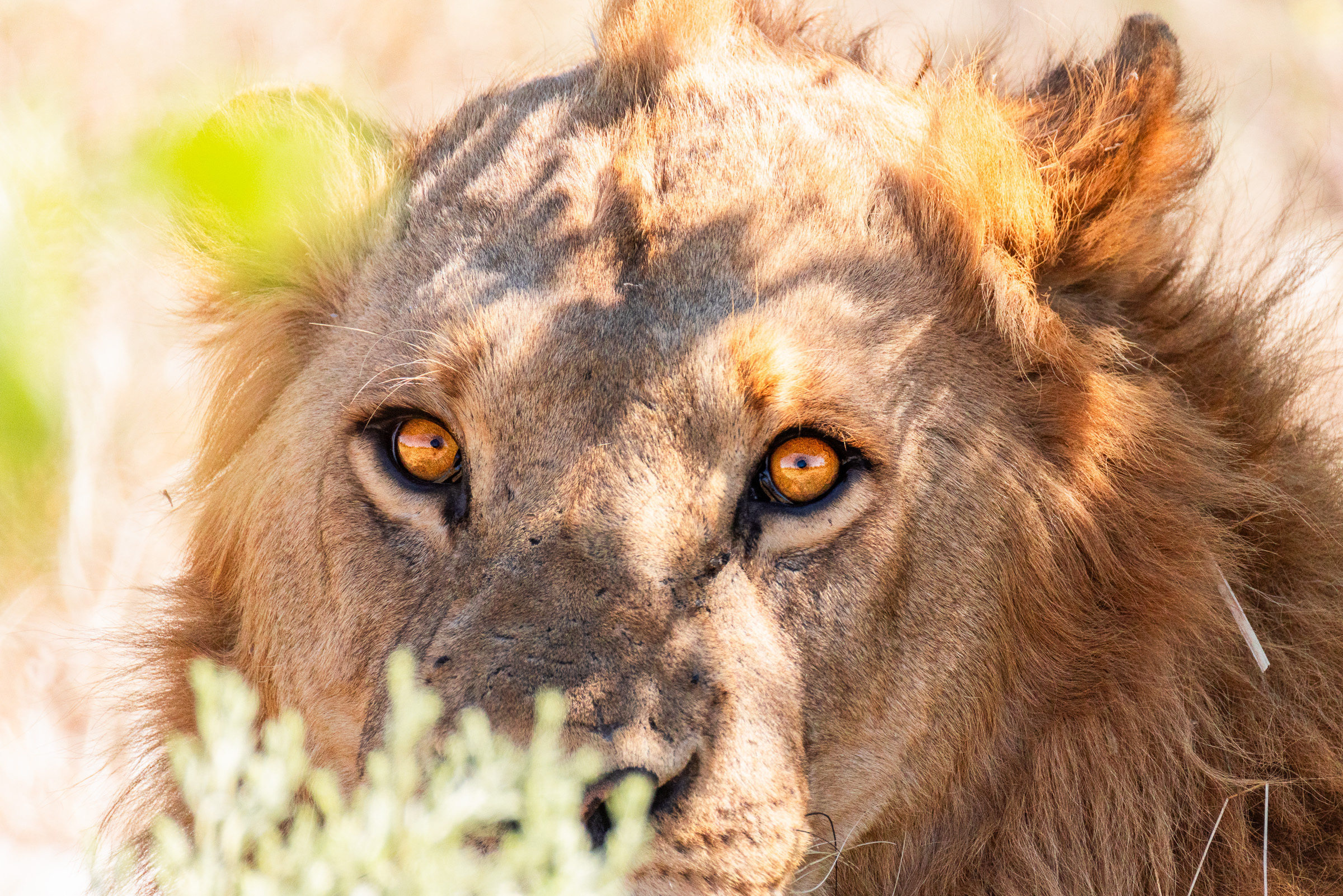 Extreme close-up of a young male lion's face, focusing on bright amber eyes and the texture of his short mane