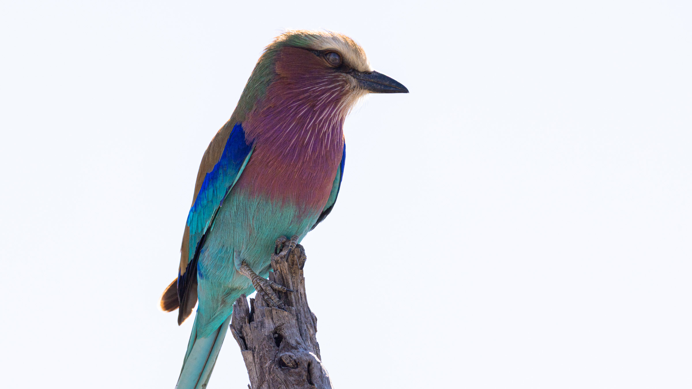 Side profile of a lilac-breasted roller perched on a weathered stump against a pale sky, full plumage visible