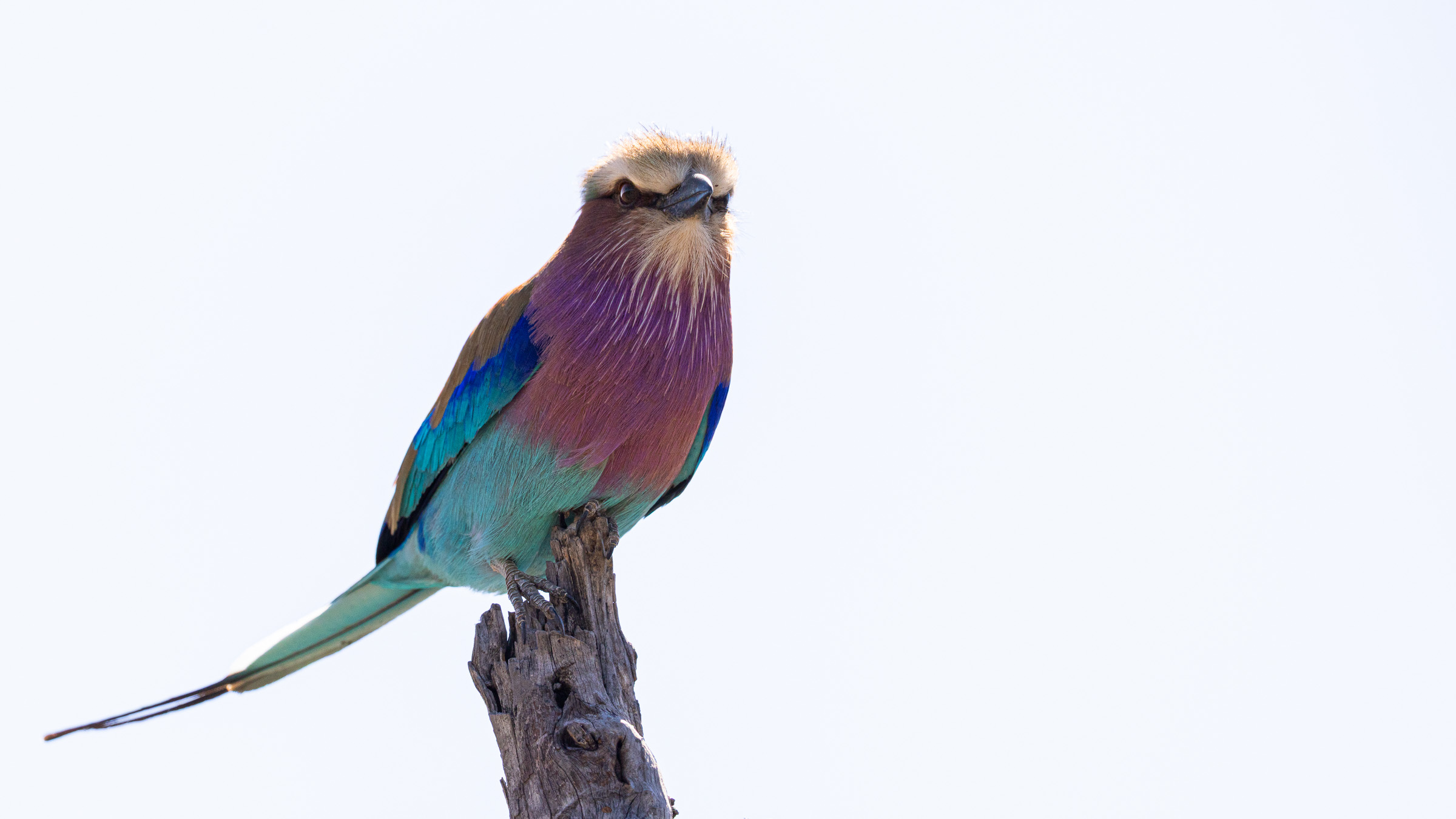 Lilac-breasted roller perched on a stump, feathers fluffed against the cold, chest puffed and head tucked