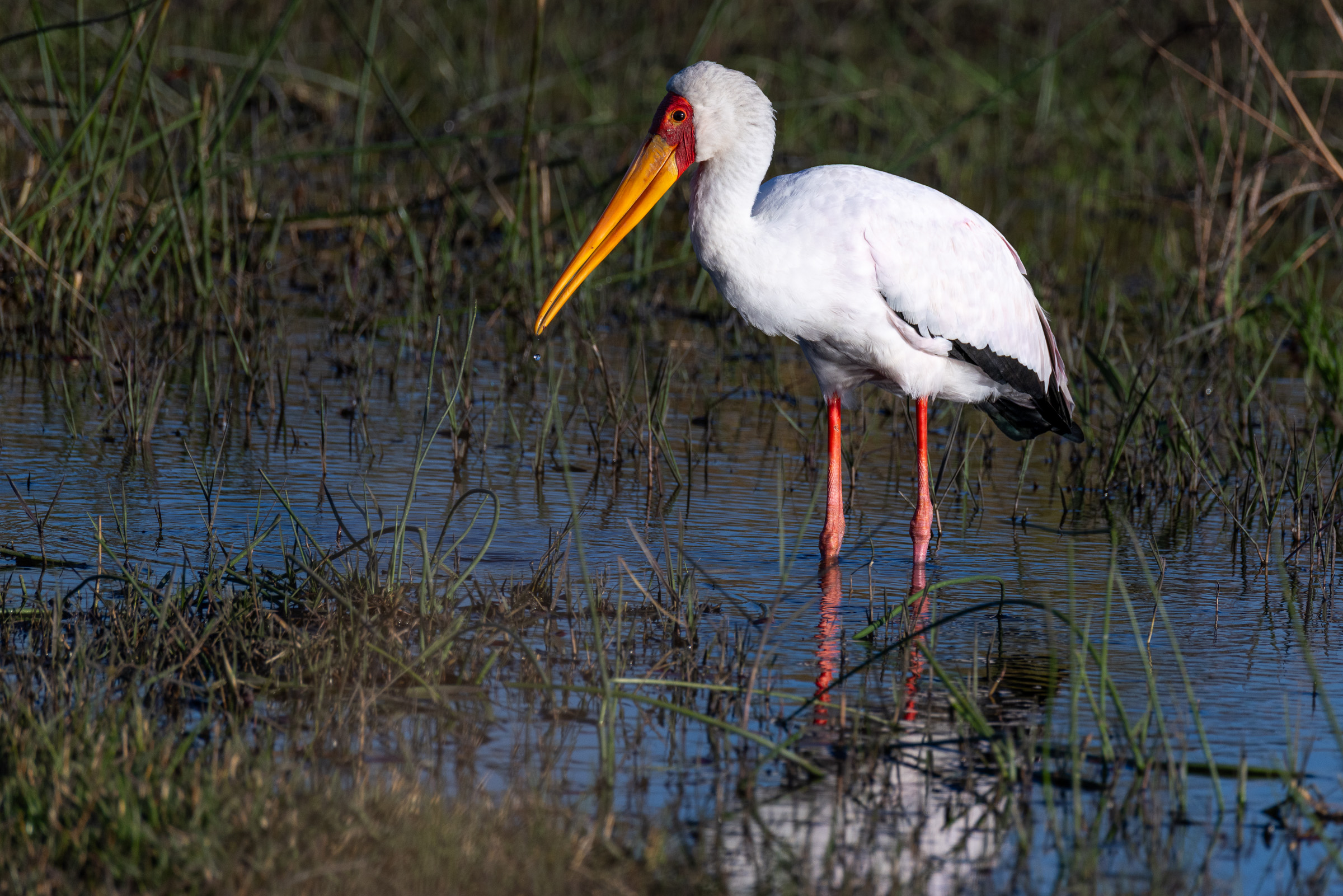 Yellow-billed stork wading in shallow marshy water, long orange bill, pink legs, white plumage with black wing tips