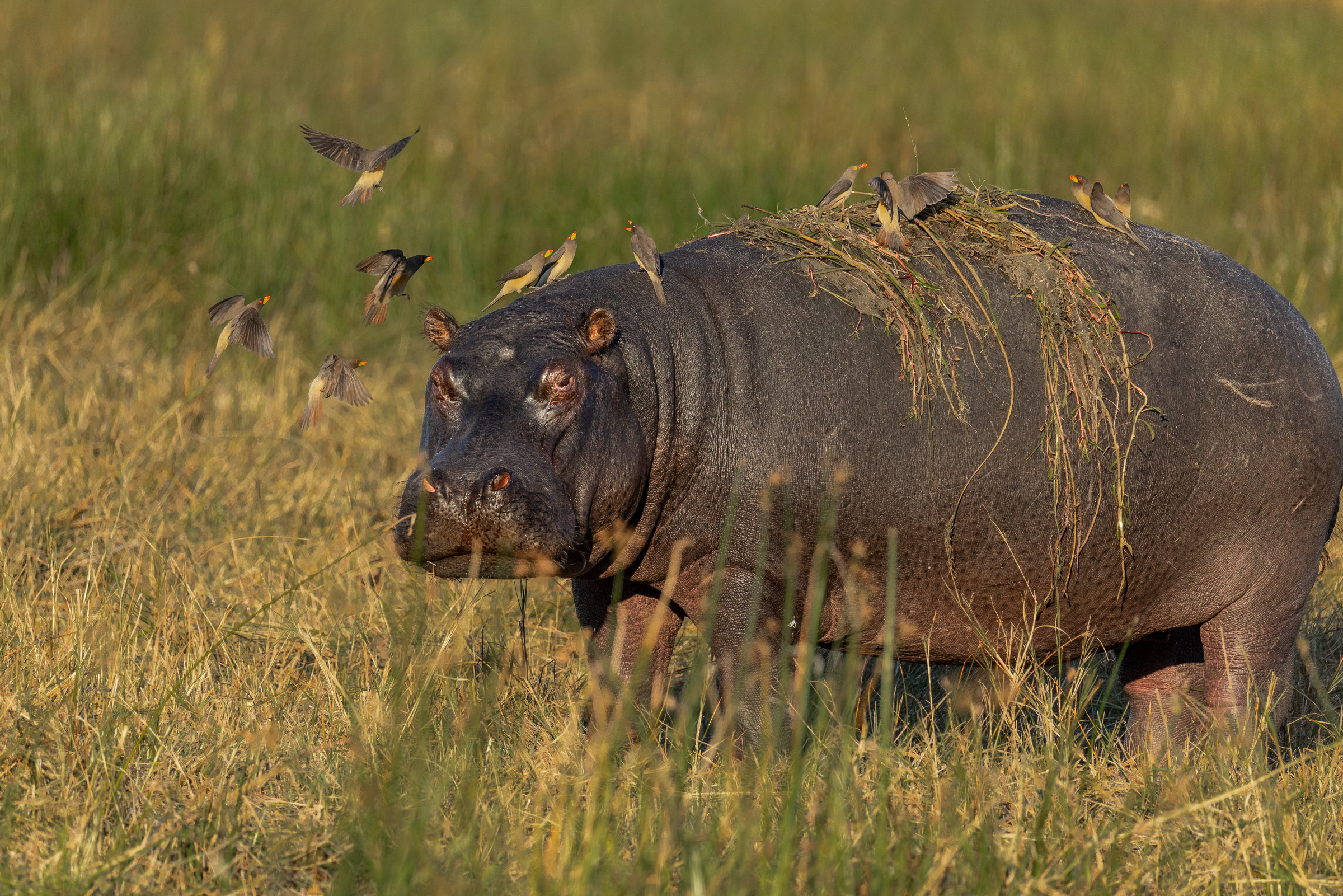 Hippo standing in grass at sunrise with several red-billed oxpeckers in flight around his back and head, mouth full of grass
