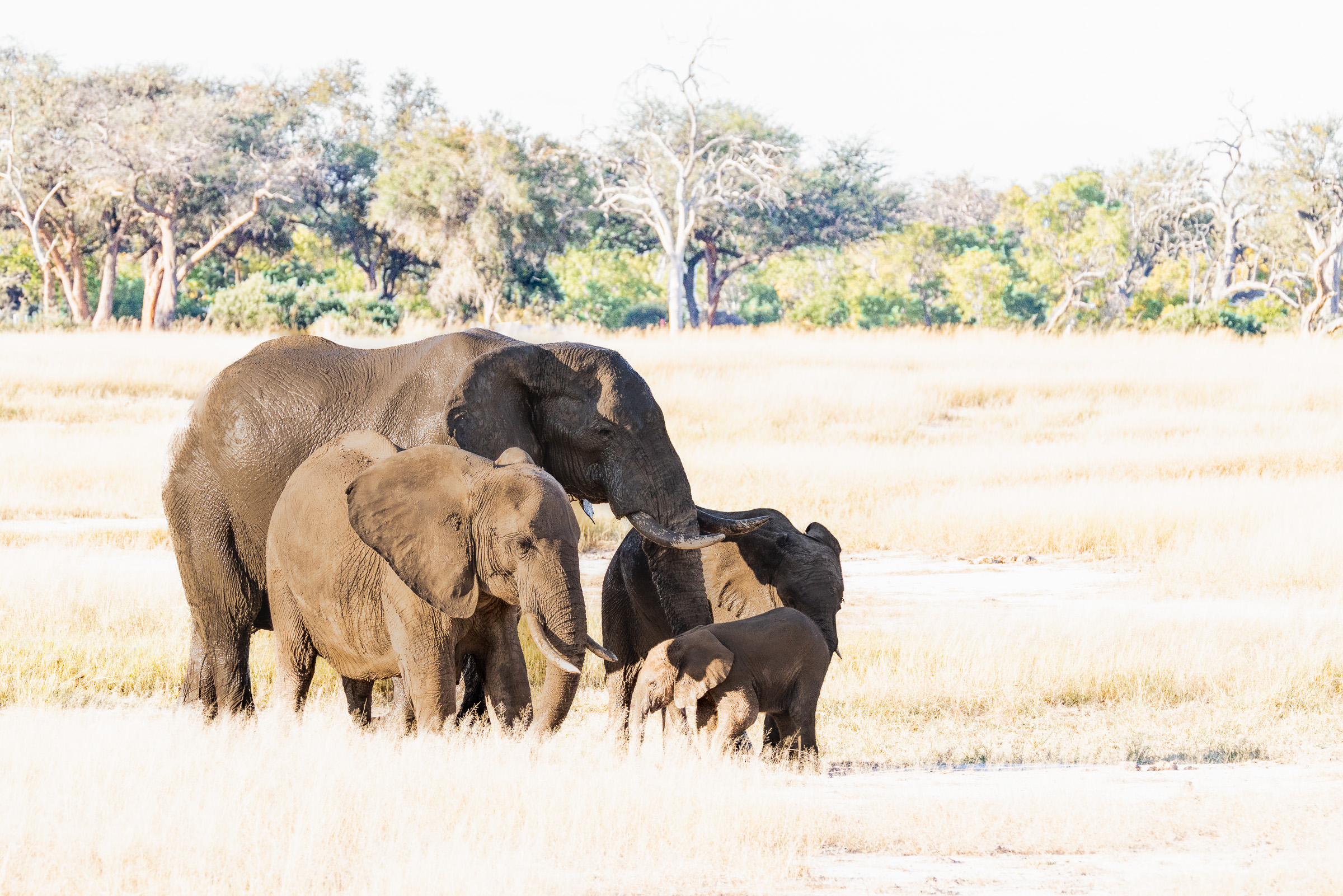 Mother and offspring grazing in early morning light