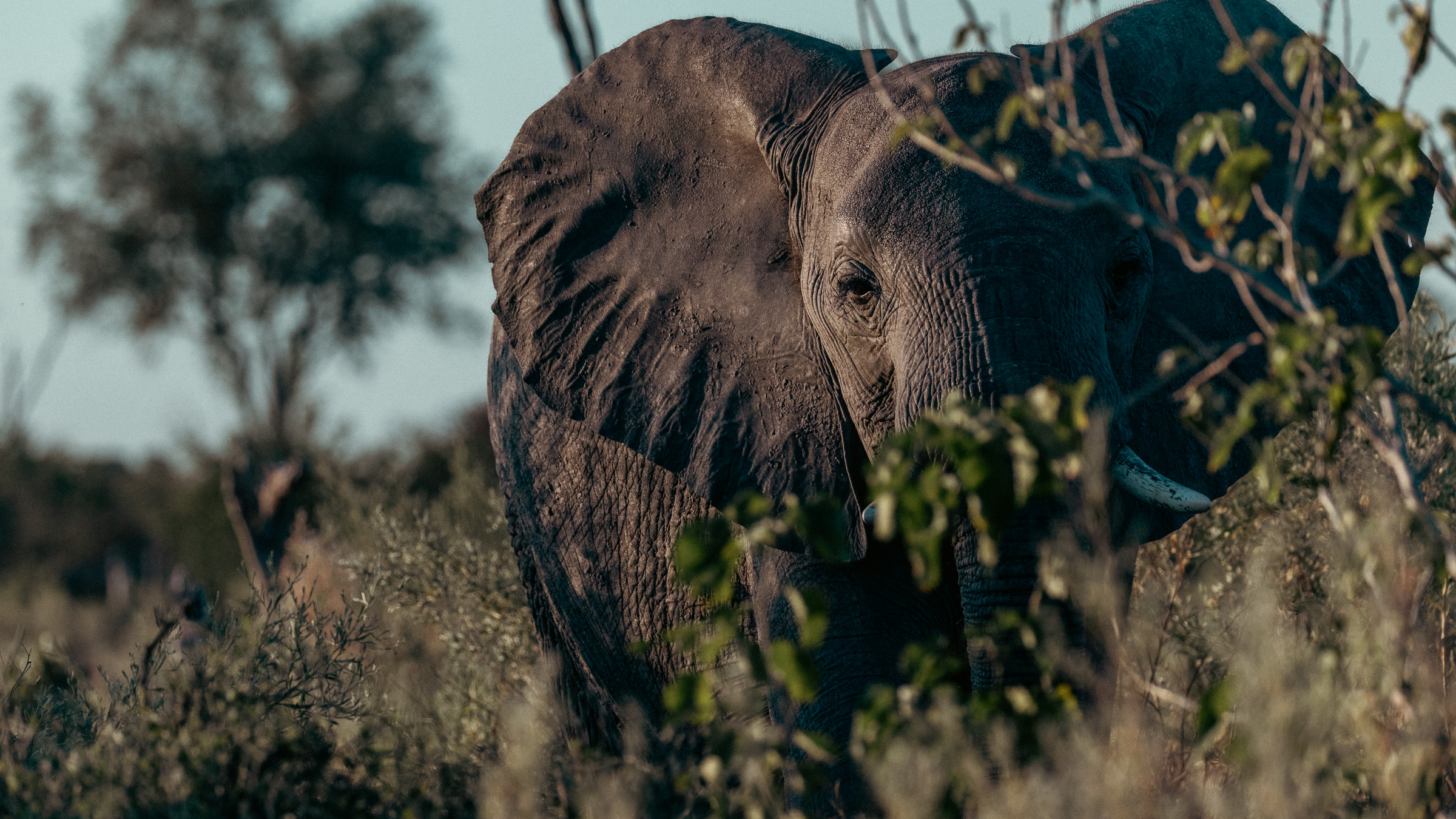 African elephant peering through brush at the photographer, soft light through leaves