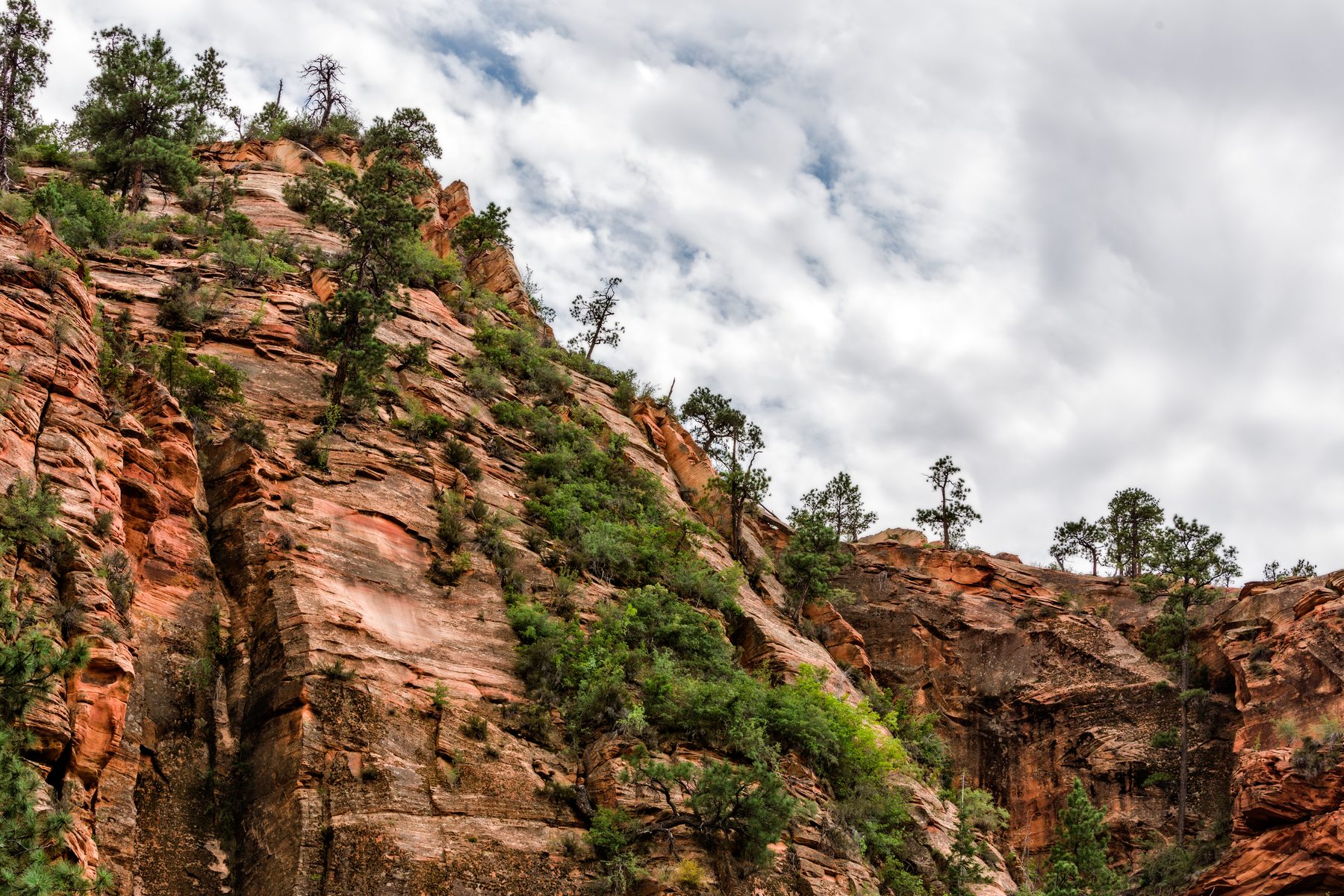 A red sandstone canyon wall streaked with dark varnish, pines clinging to the ledges