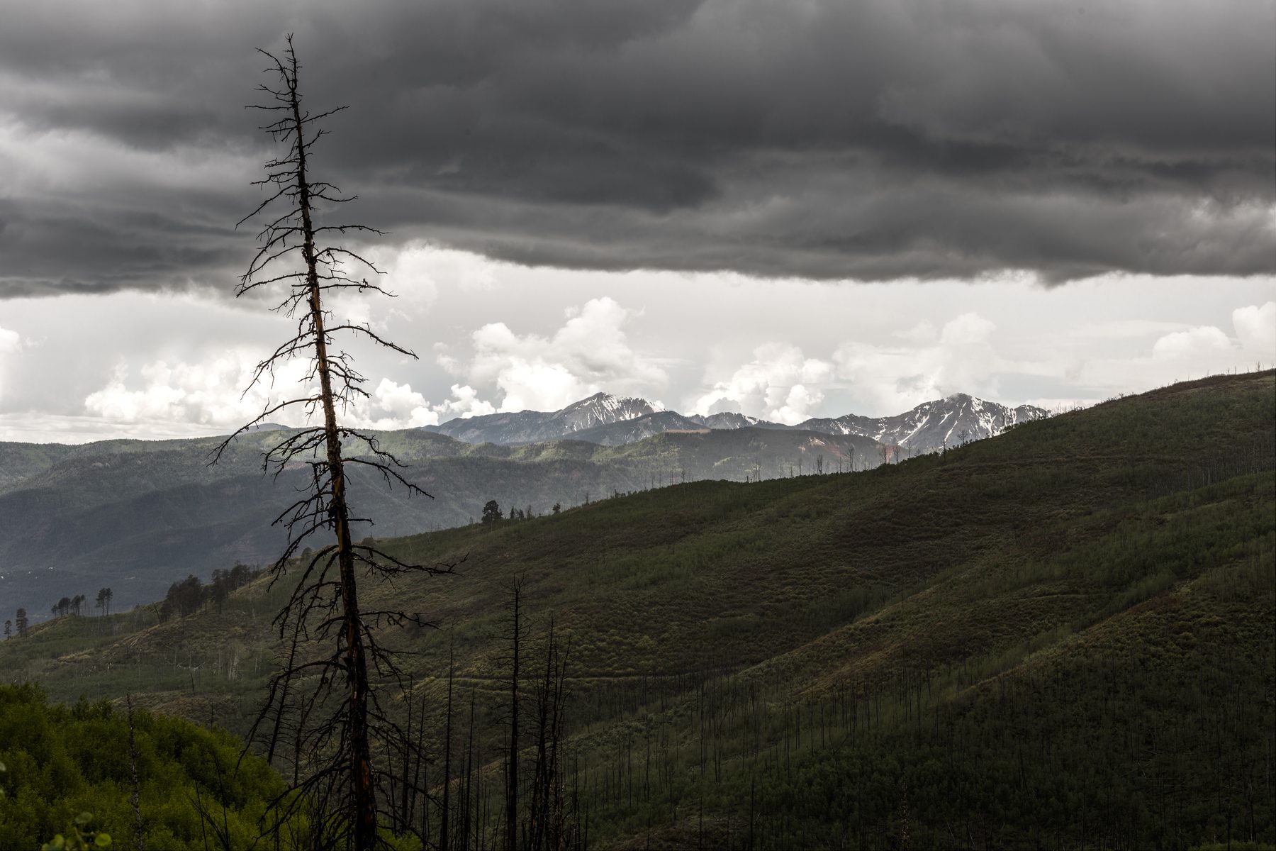 A dead tree standing alone on a ridge above green hills and distant snowy peaks
