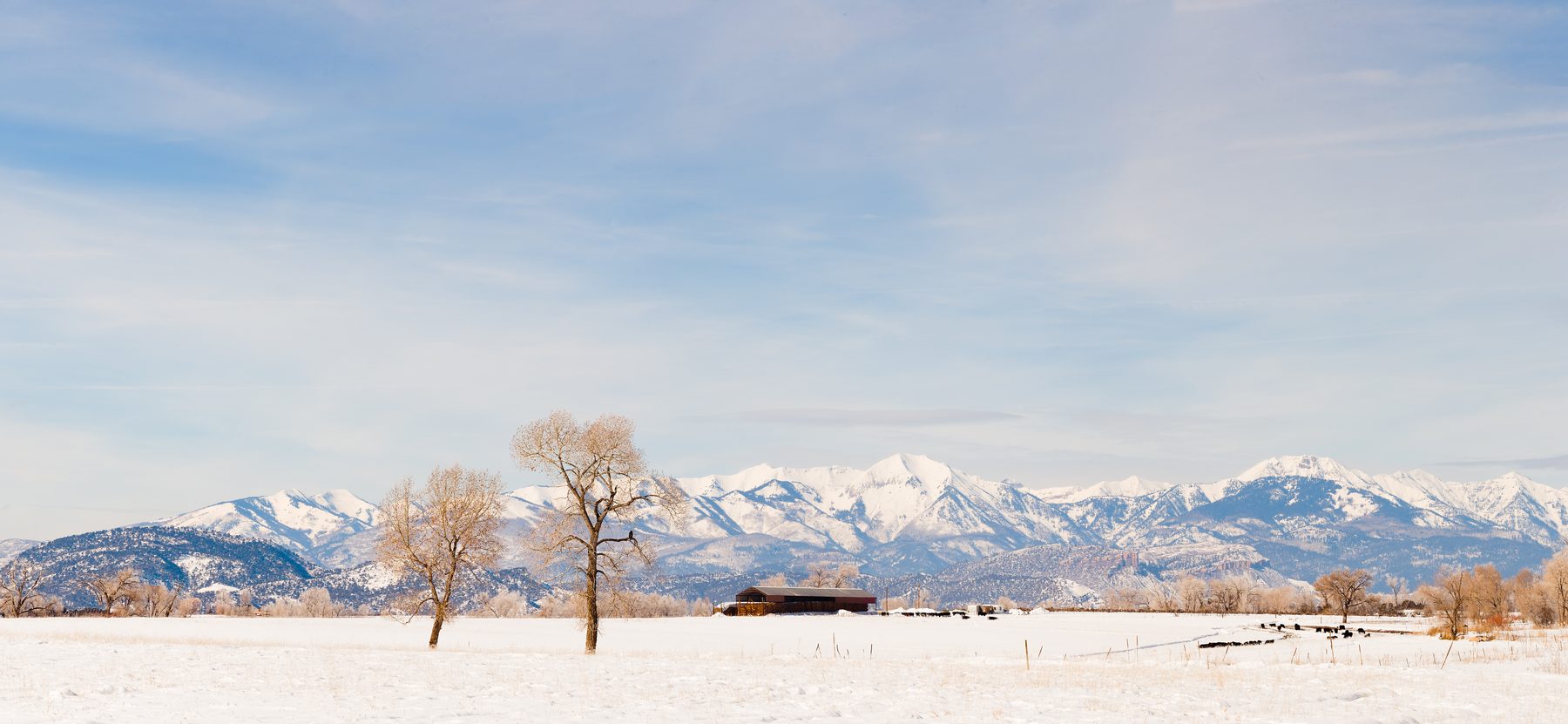 Bare trees in a snow-covered field with a long white mountain range behind