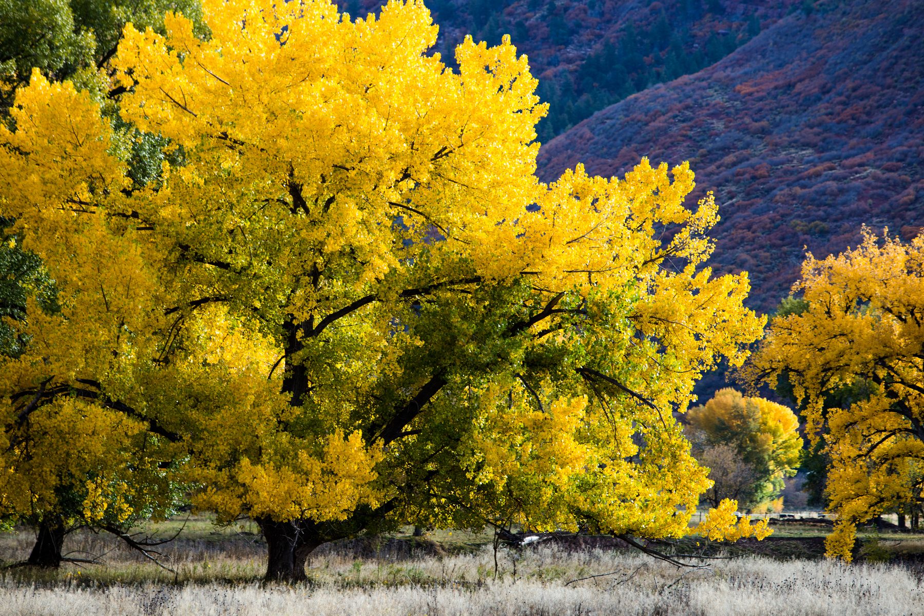 A broad cottonwood in full yellow autumn colour against a dark hillside