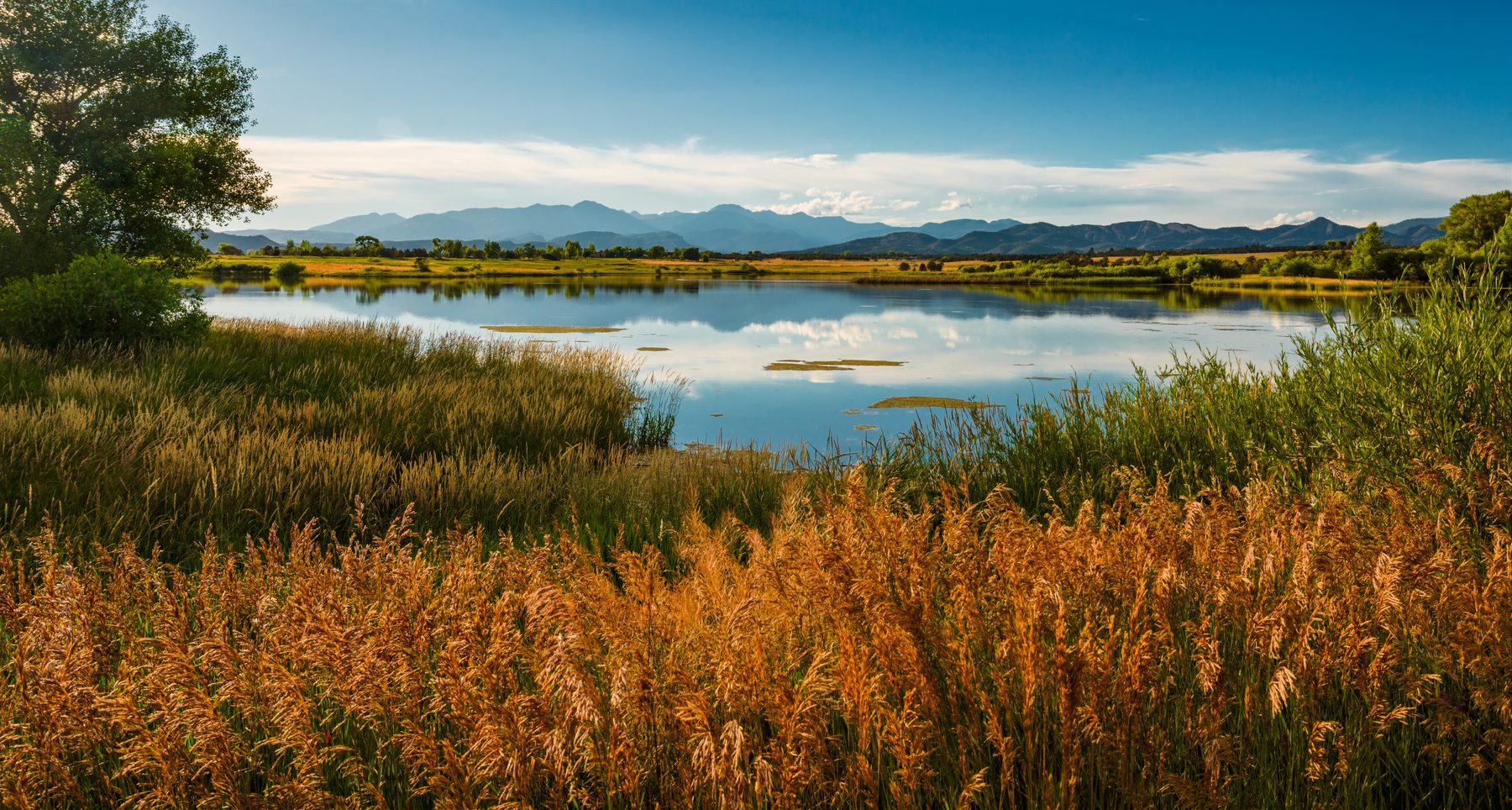 Golden reeds in the foreground of a still reservoir under a blue sky