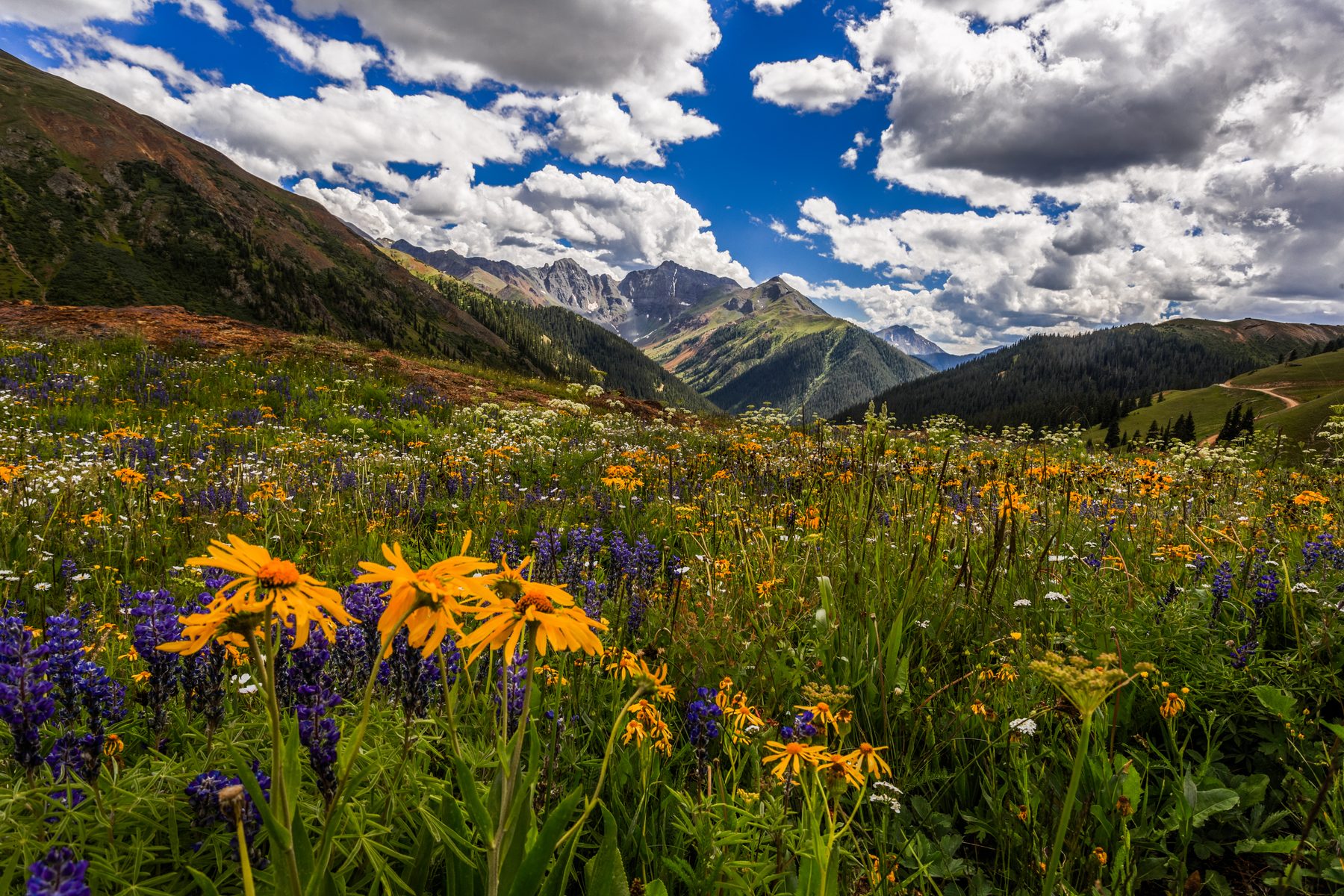 Orange sunflowers and purple lupine filling an alpine basin below jagged peaks