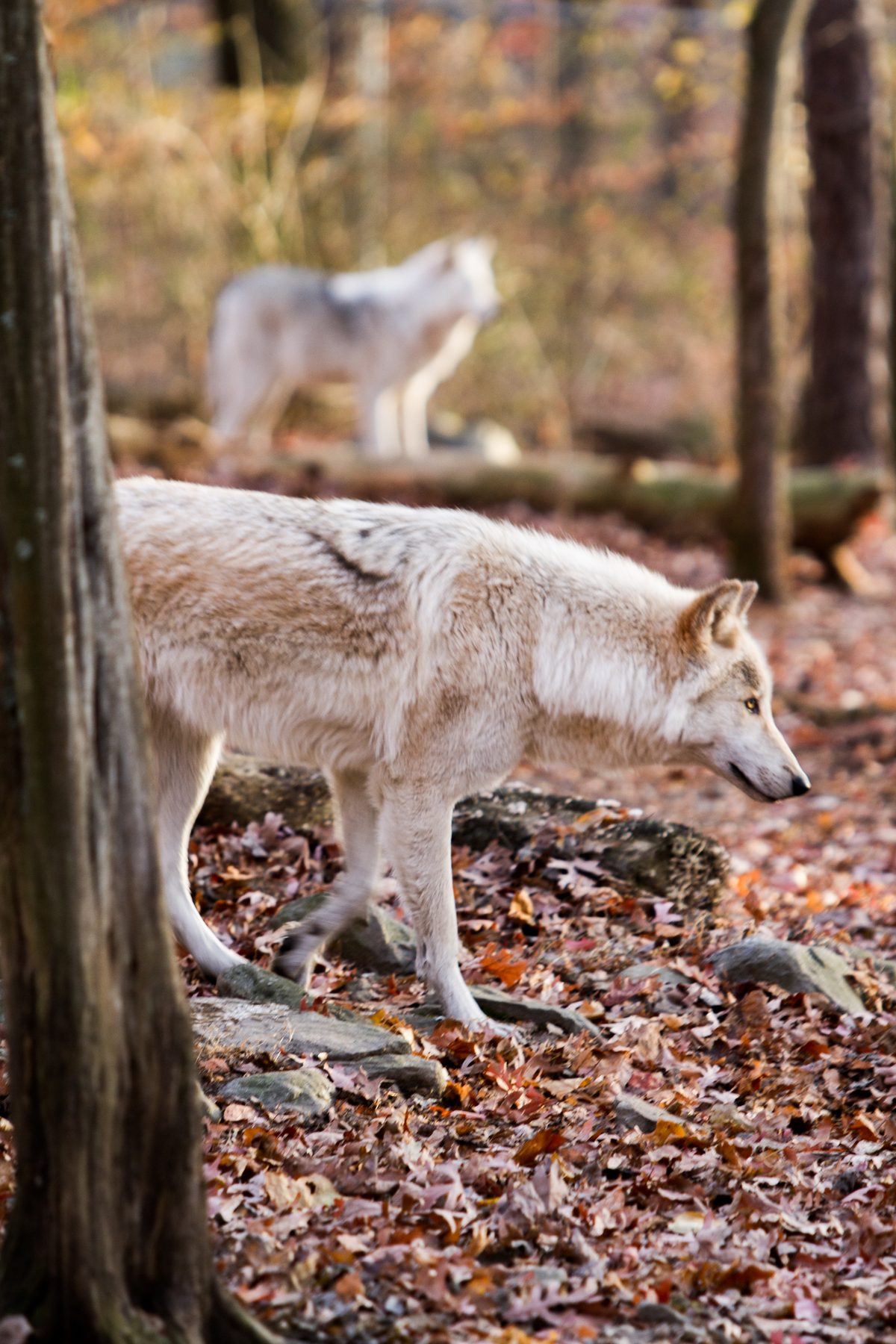 A pale wolf walking through autumn leaf litter between bare trees