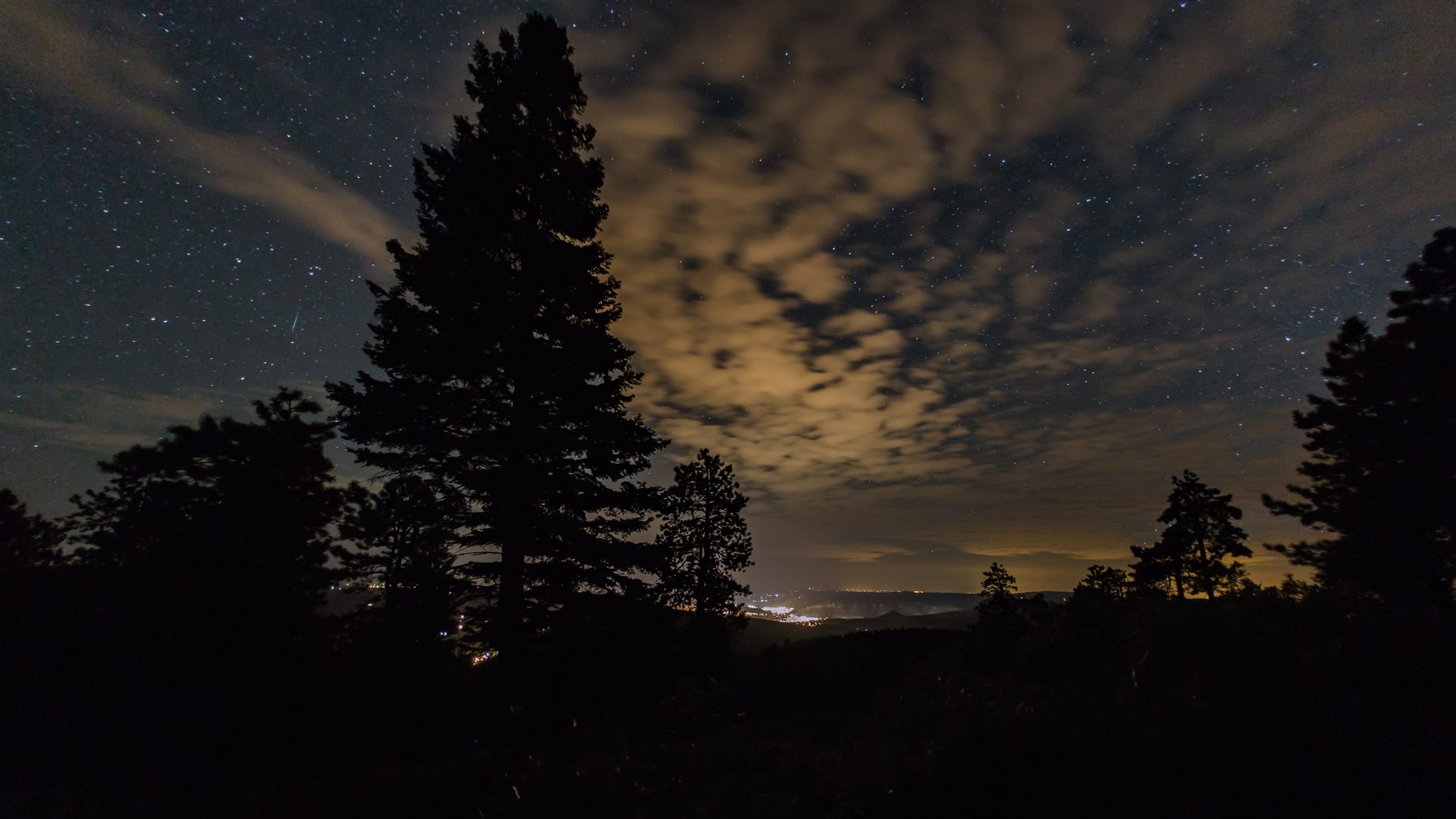Silhouetted pines against a night sky of moonlit, textured cloud